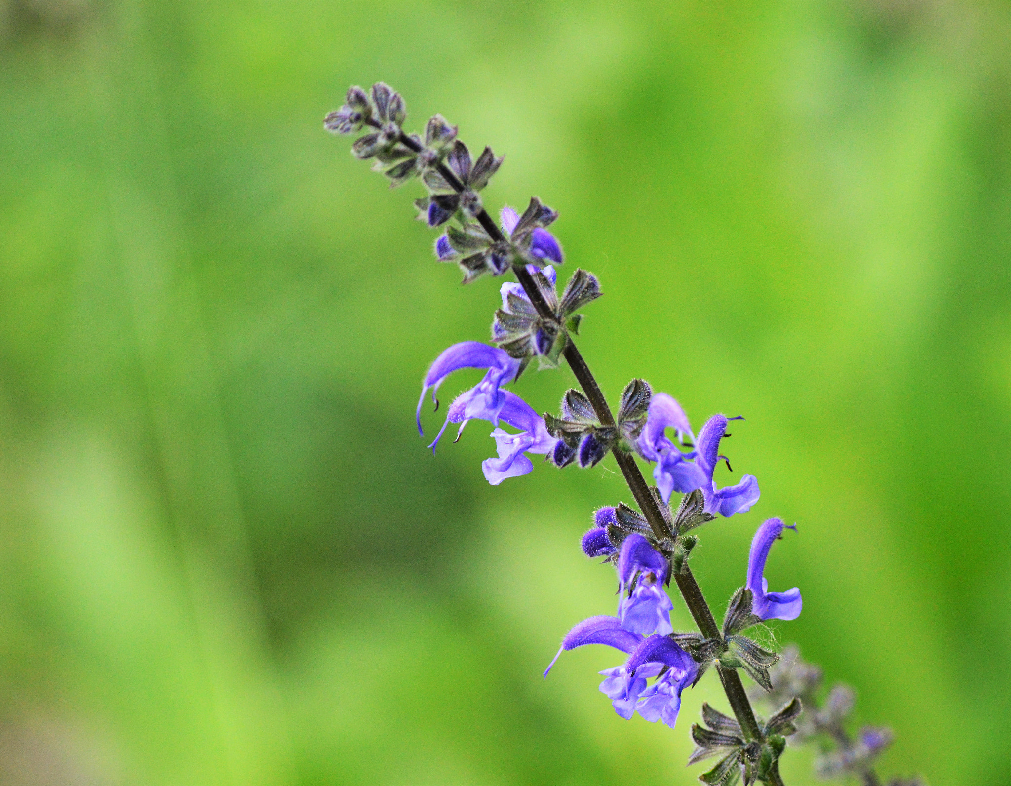 Nikon D3200 sample photo