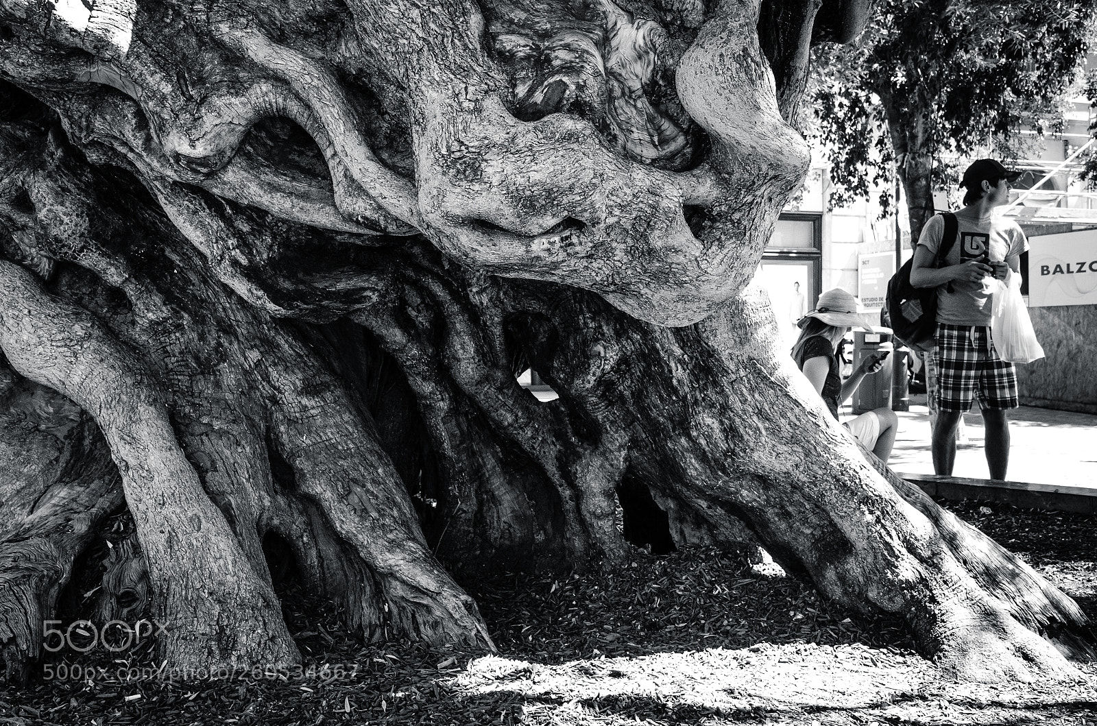 Nikon D7000 sample photo. Waiting by the tree photography