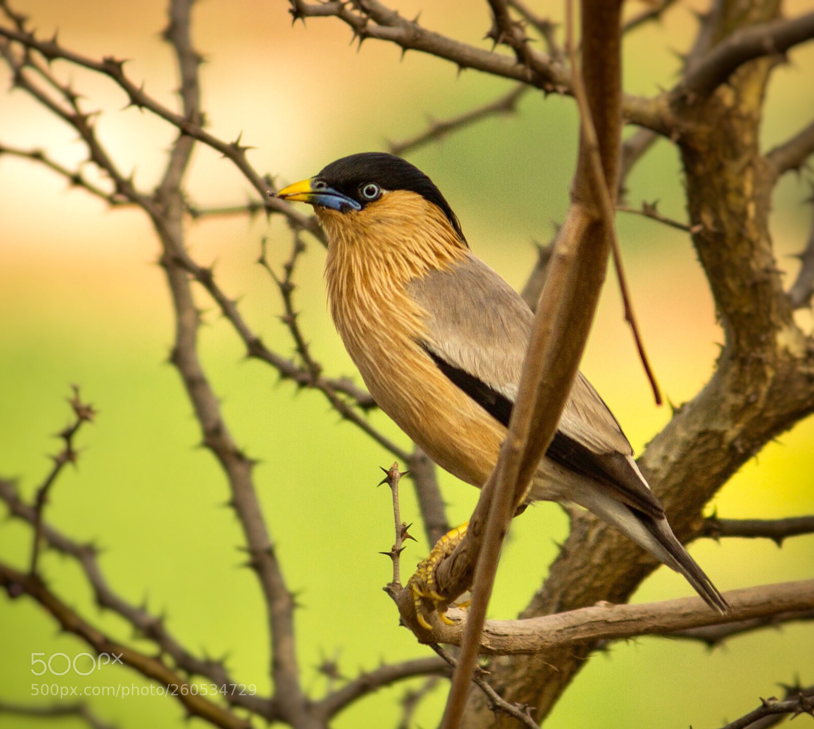 Canon EOS 1200D (EOS Rebel T5 / EOS Kiss X70 / EOS Hi) sample photo. Brahminy starling..! photography