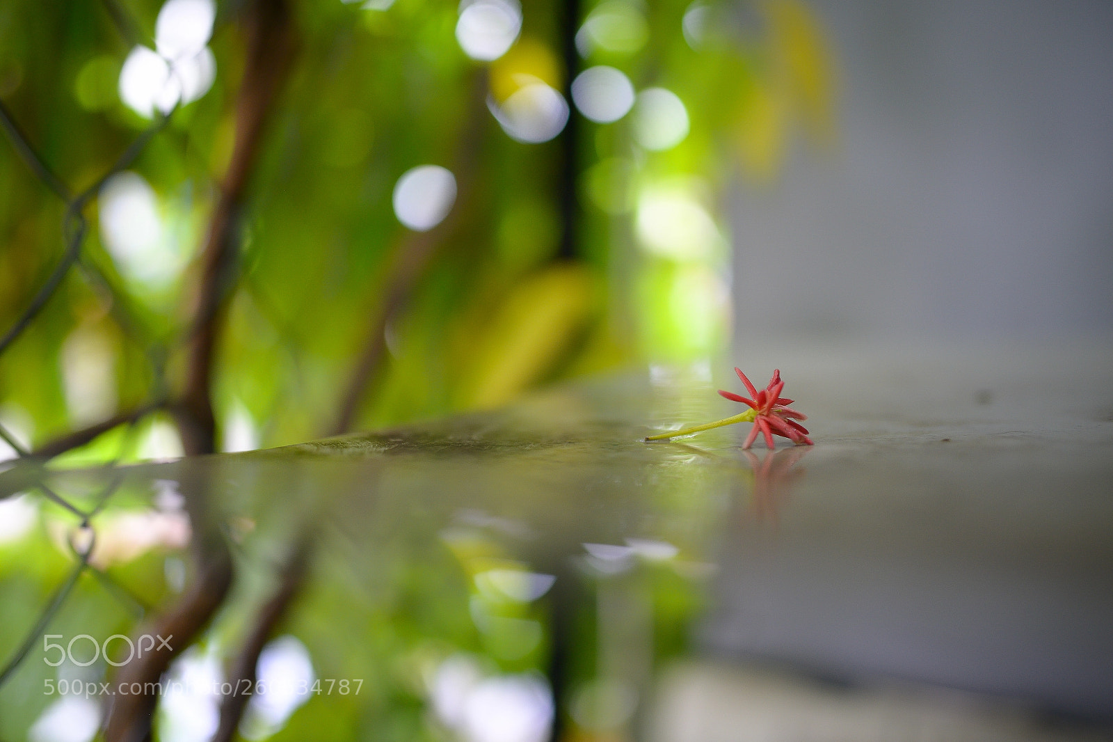 Nikon D800 sample photo. Mirror water photography