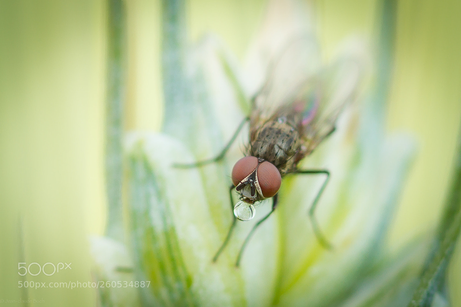 Canon EOS 7D sample photo. Rosée & mouche photography