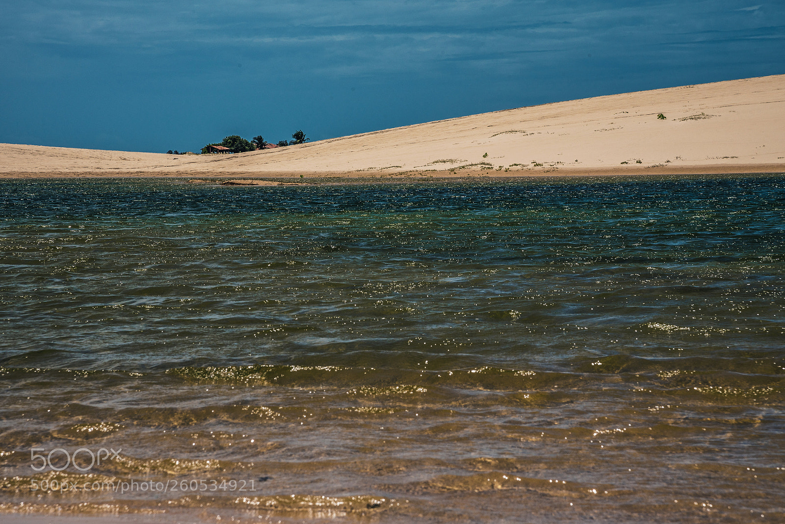 Nikon D750 sample photo. Ingrowing in the sand photography