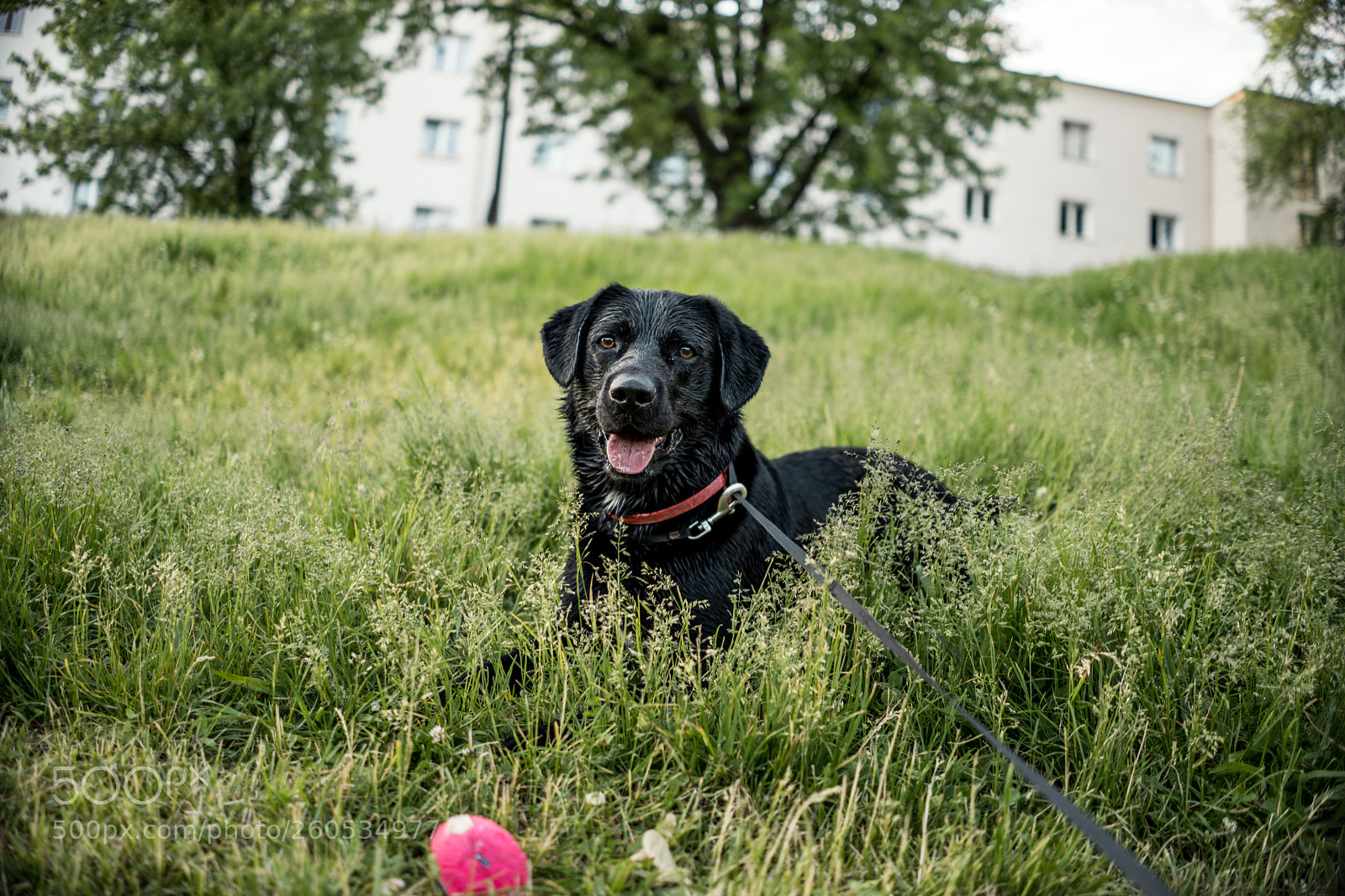 Sony a7 III sample photo. Dog photography