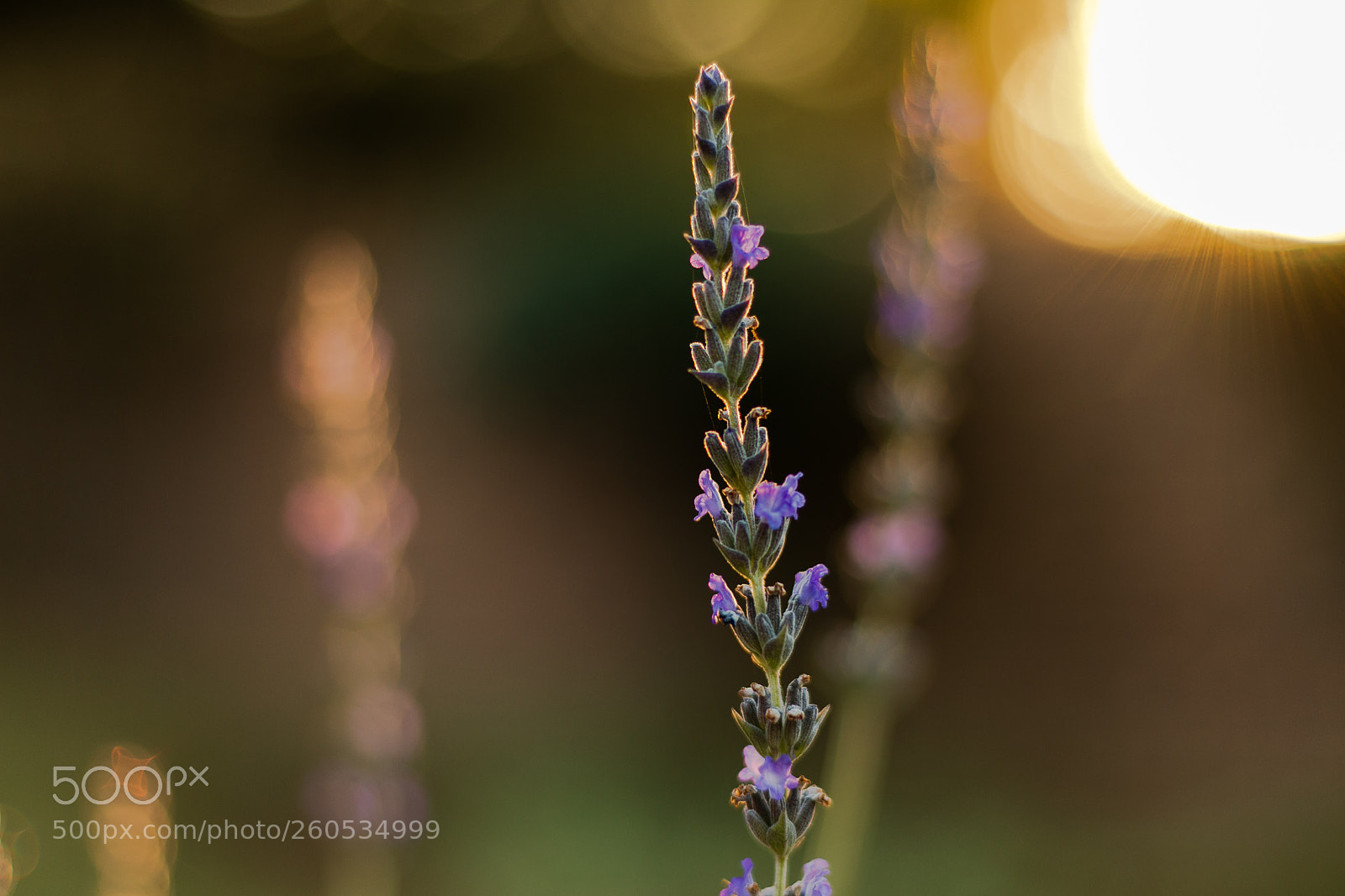 Canon EOS 70D sample photo. Lavender photography