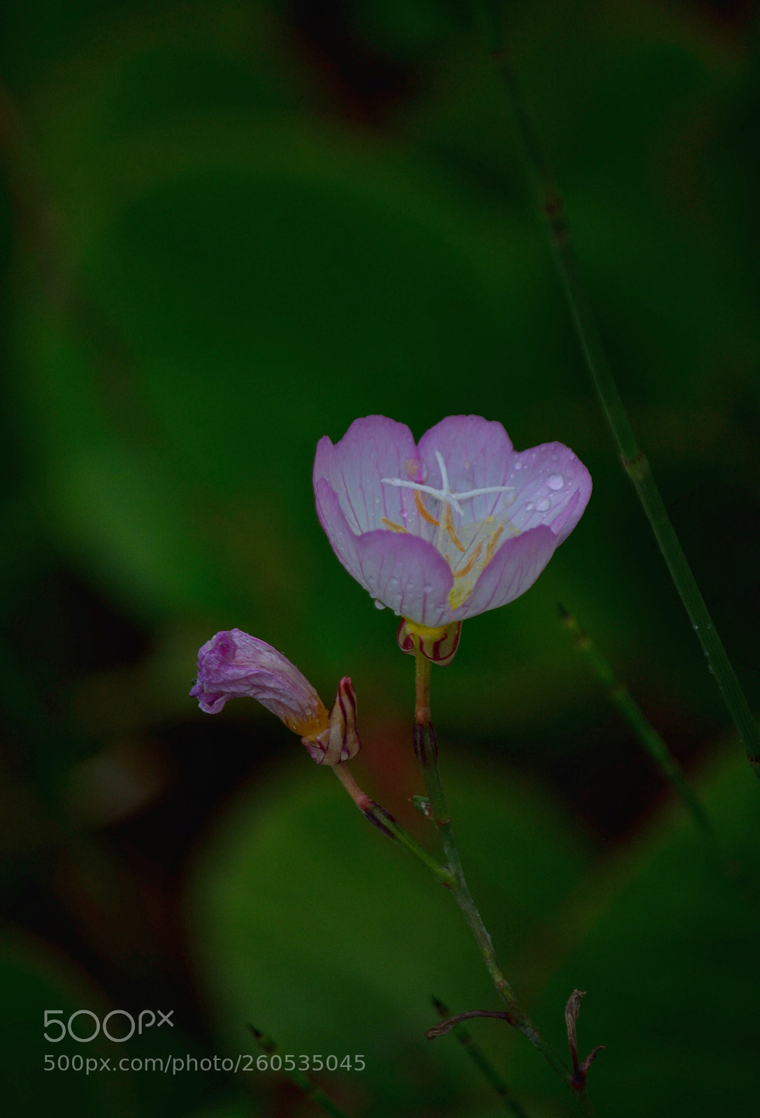 Nikon D5200 sample photo. Those that bloom things photography
