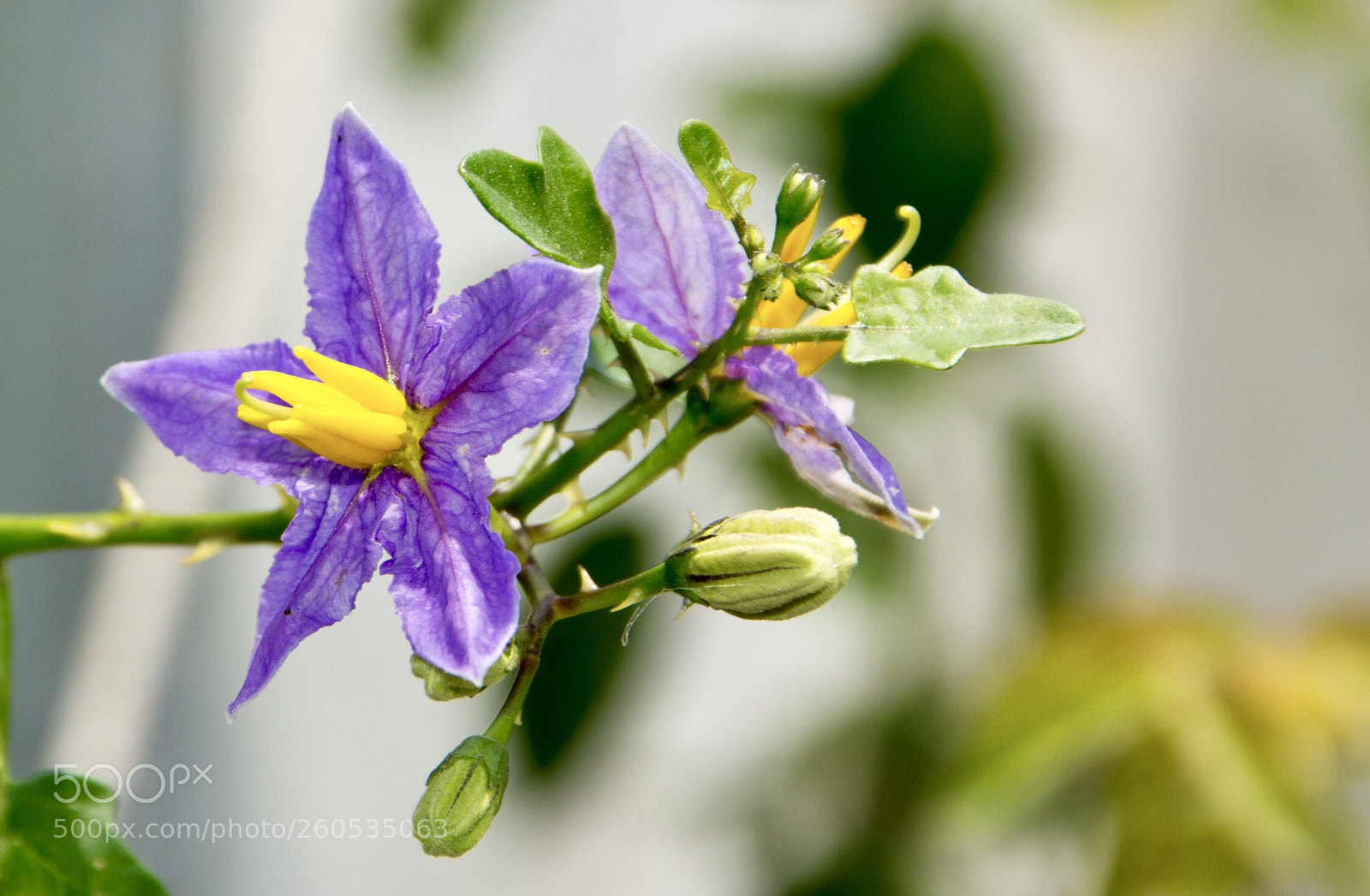 Nikon D7200 sample photo. Untitled photography