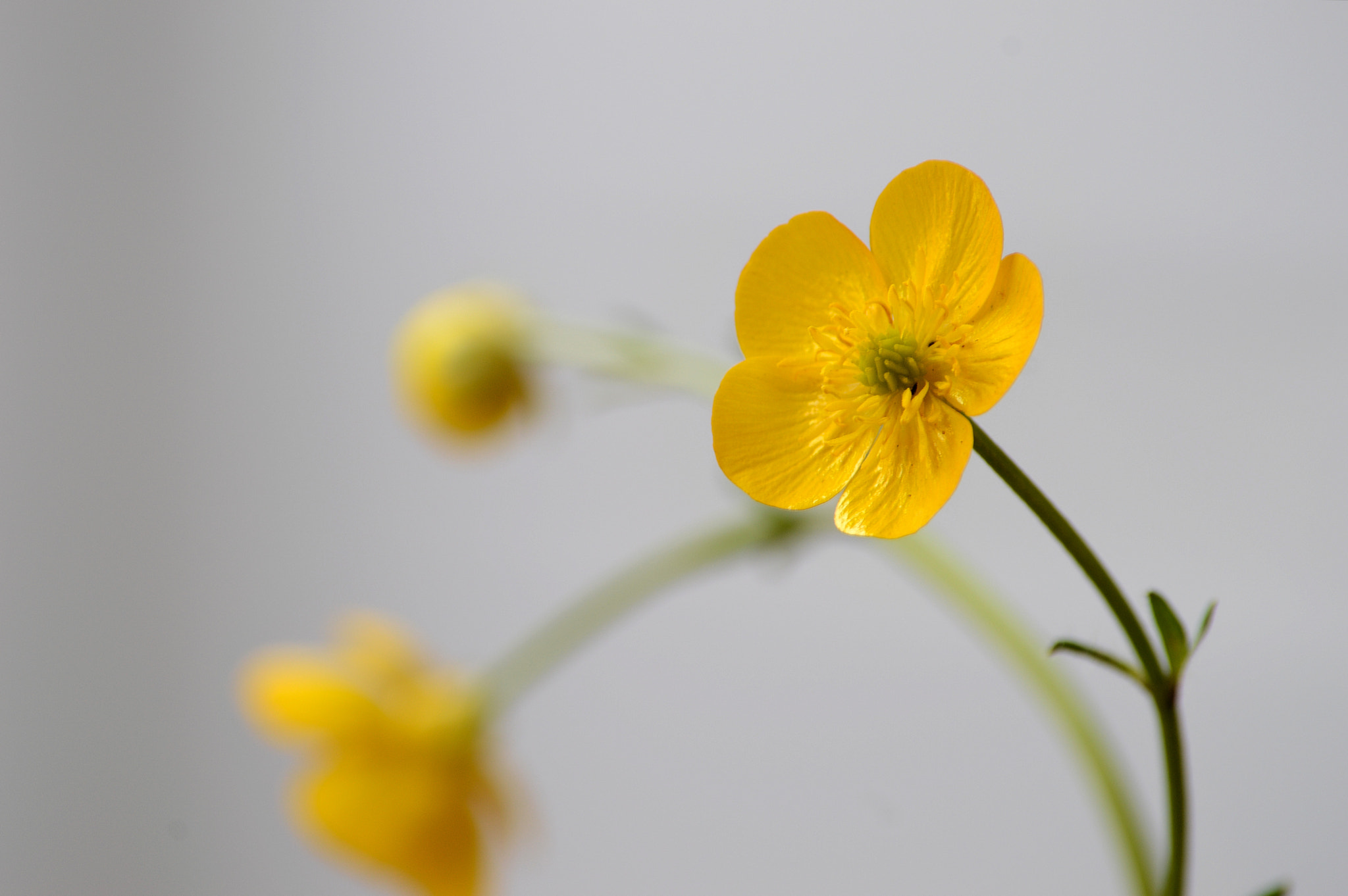 Nikon D3200 sample photo. Wildflowers photography