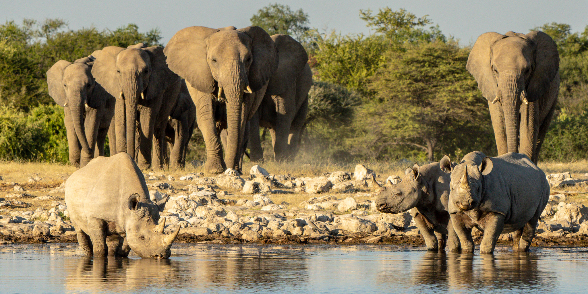 Pentax K-3 II sample photo. Black rhinos and elephants photography