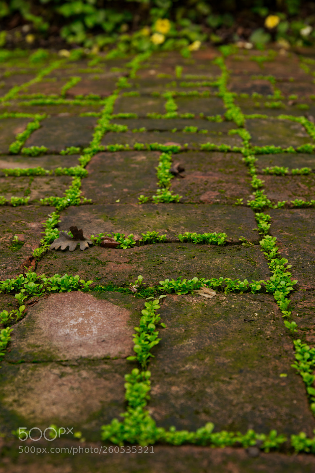Canon EOS 5D Mark IV sample photo. Pathway photography