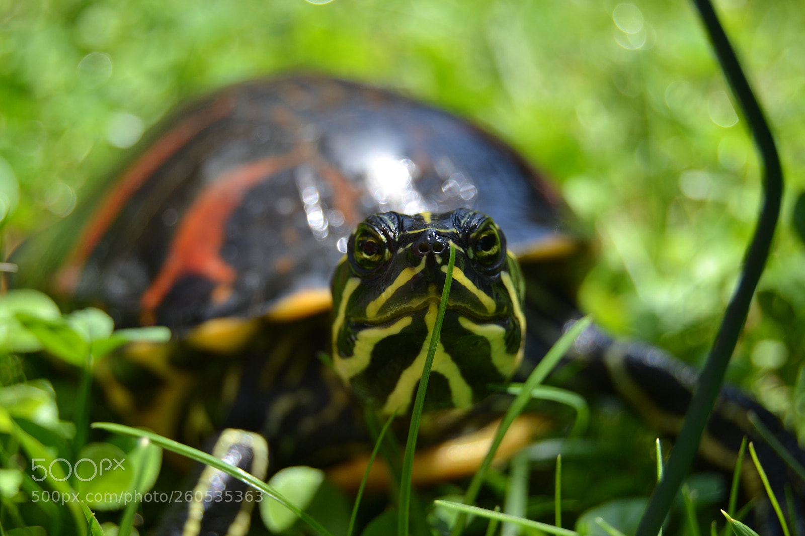 Nikon D3100 sample photo. Untitled photography