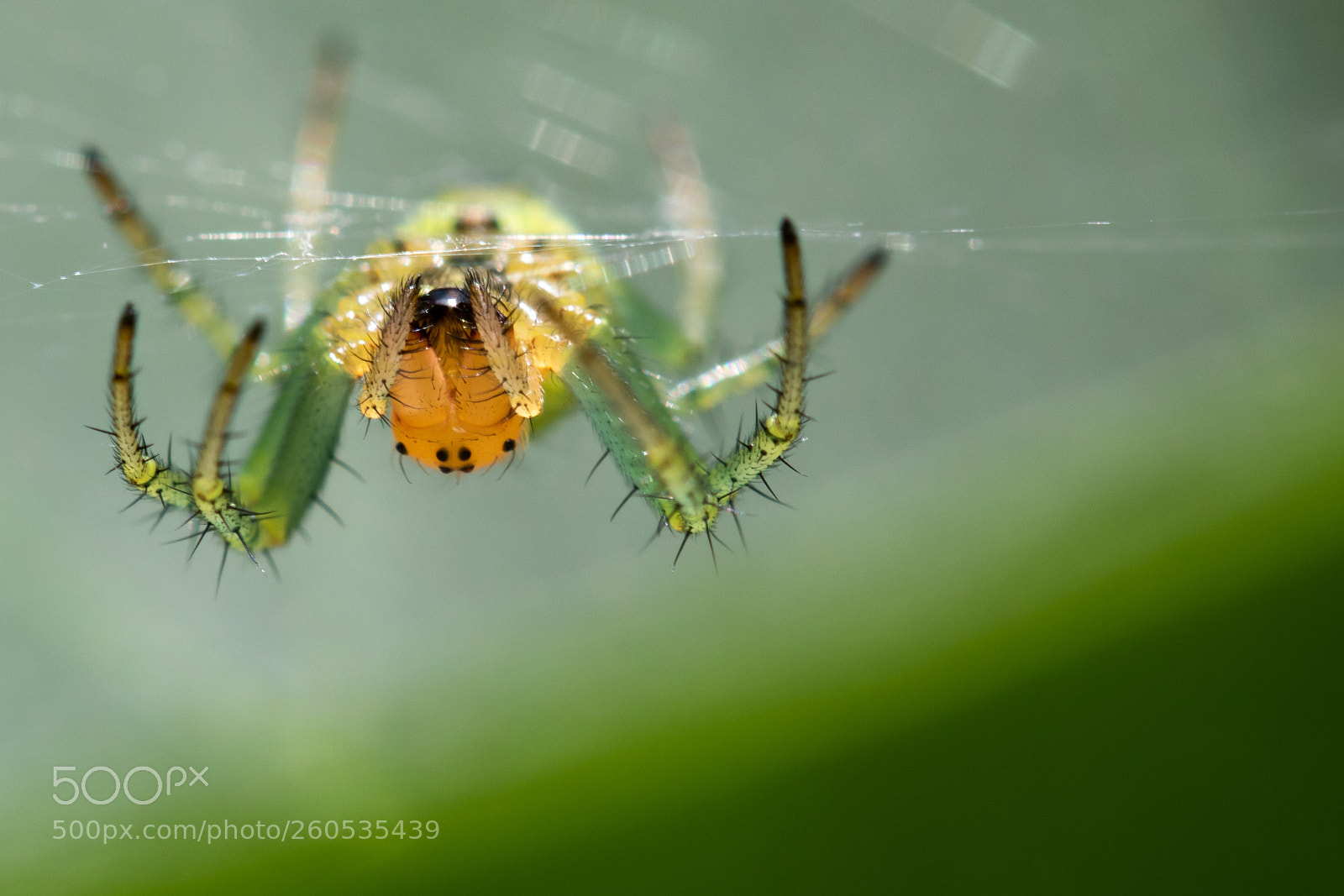 Canon EOS 7D Mark II sample photo. Untitled photography