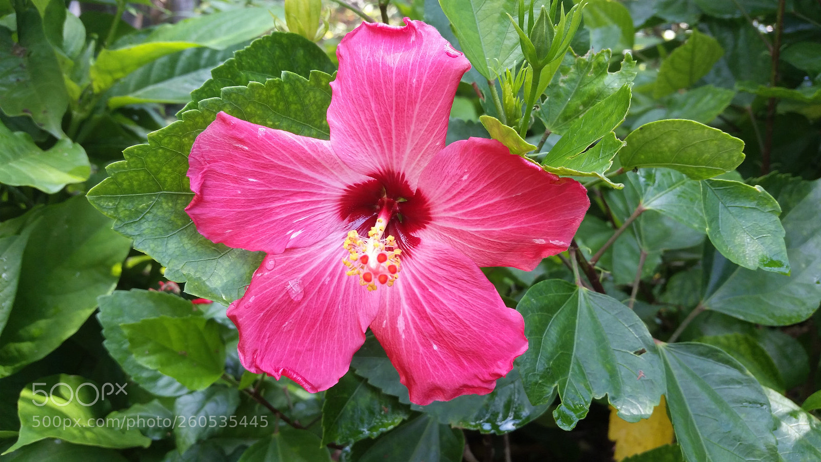 Samsung Galaxy S5 sample photo. Untitled photography