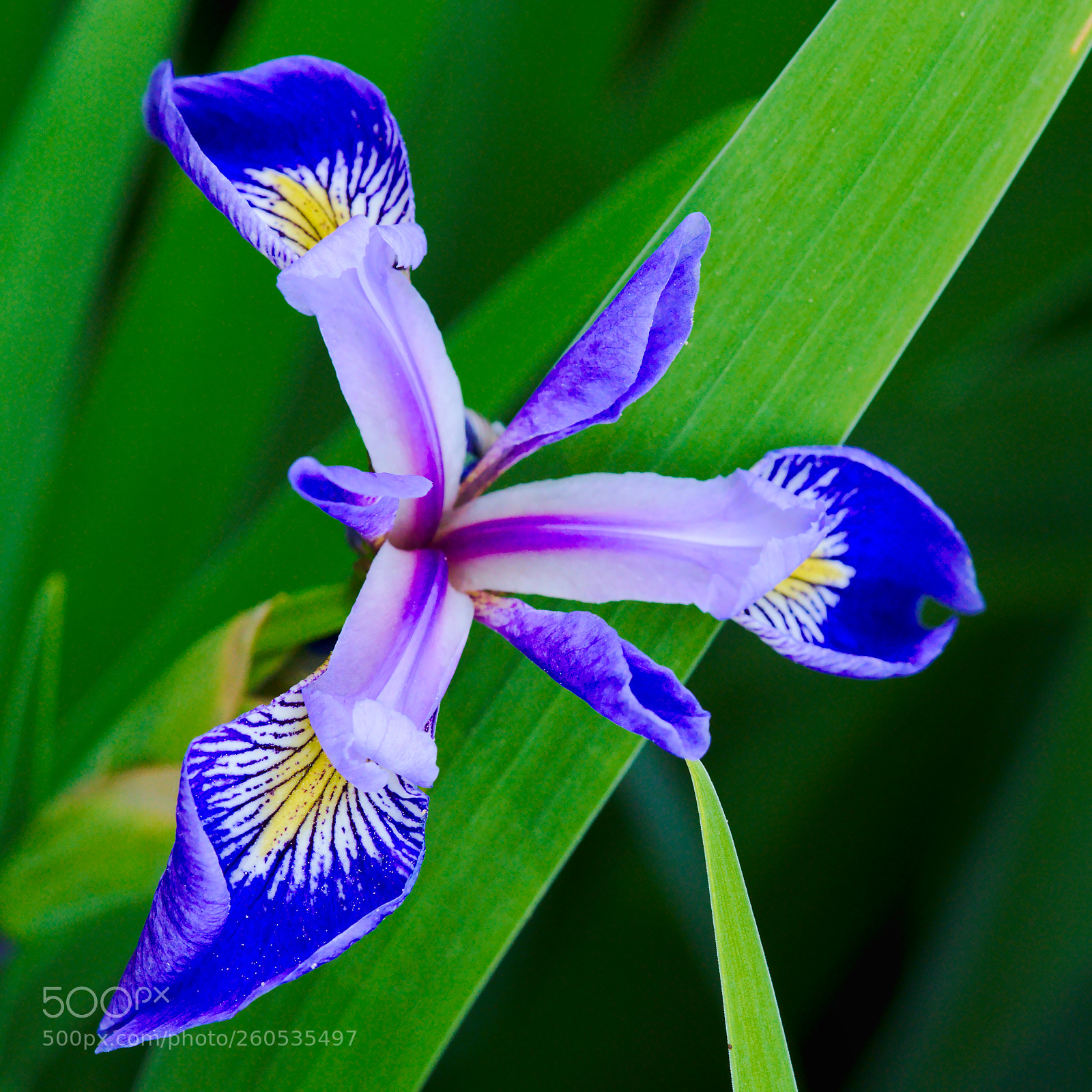 Sony a6300 sample photo. Iris germanica ssp. germanica photography
