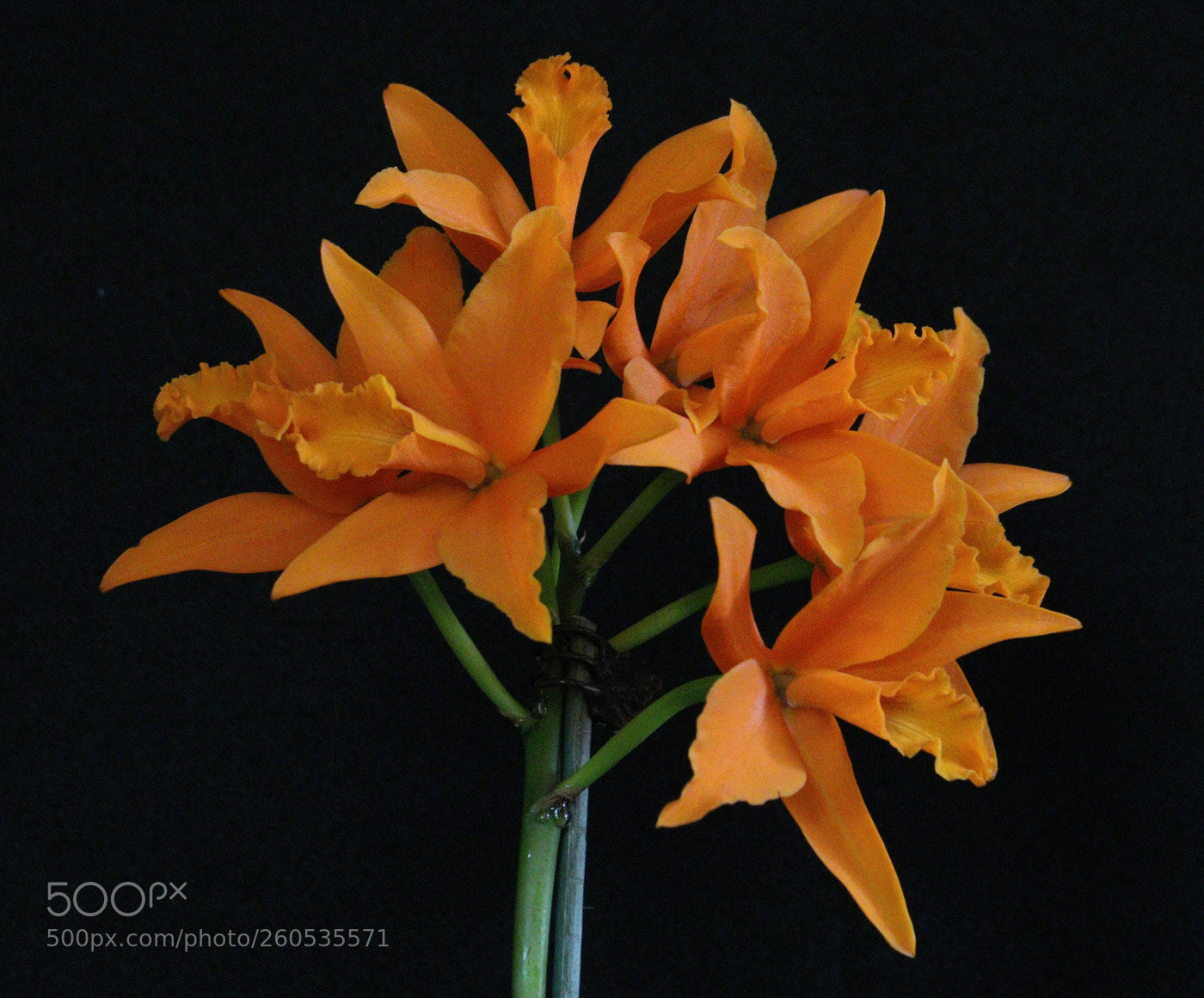 Canon EOS 80D sample photo. Lc orange crush photography