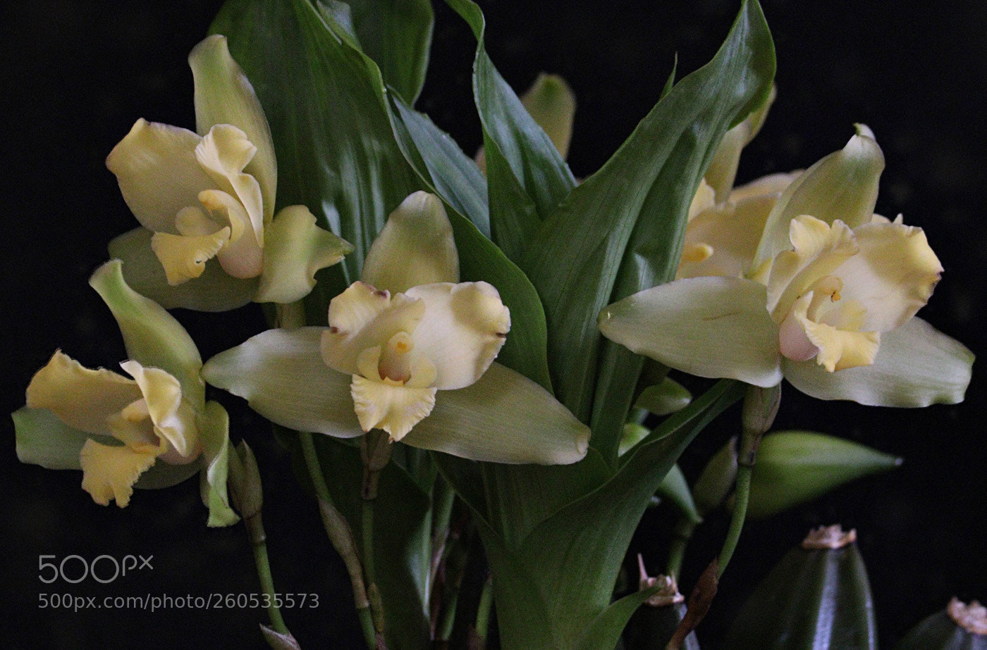 Canon EOS 80D sample photo. Lycaste_luminosa photography