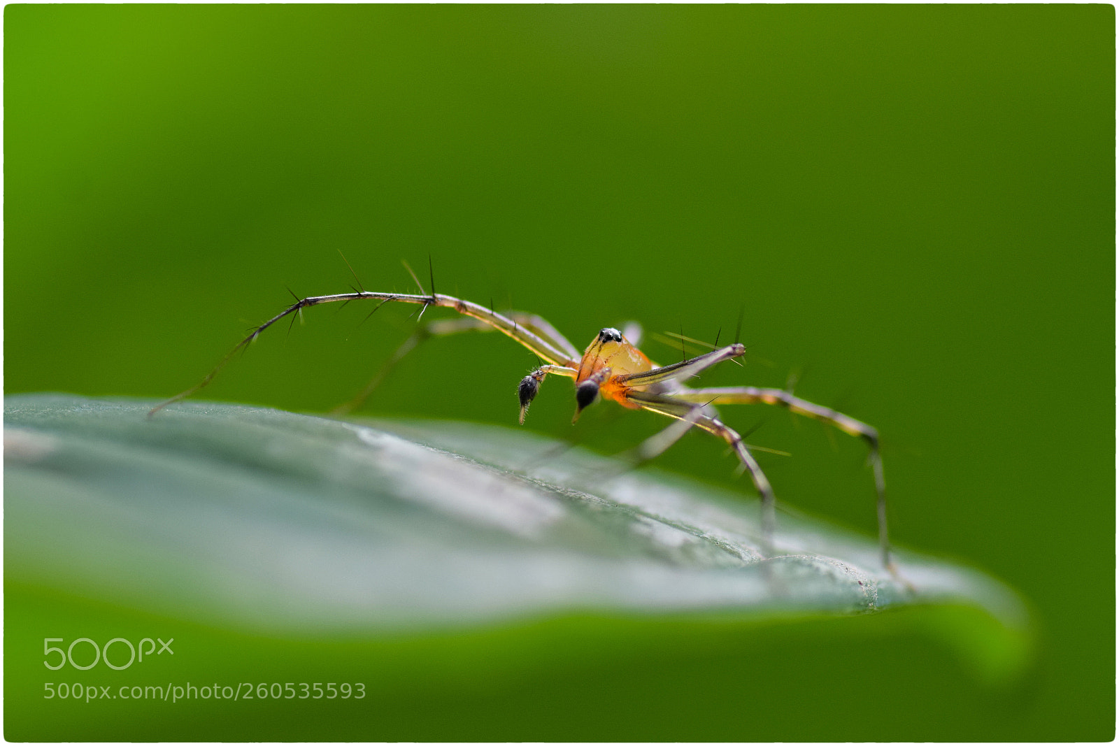 Nikon D5300 sample photo. Lynx spider photography