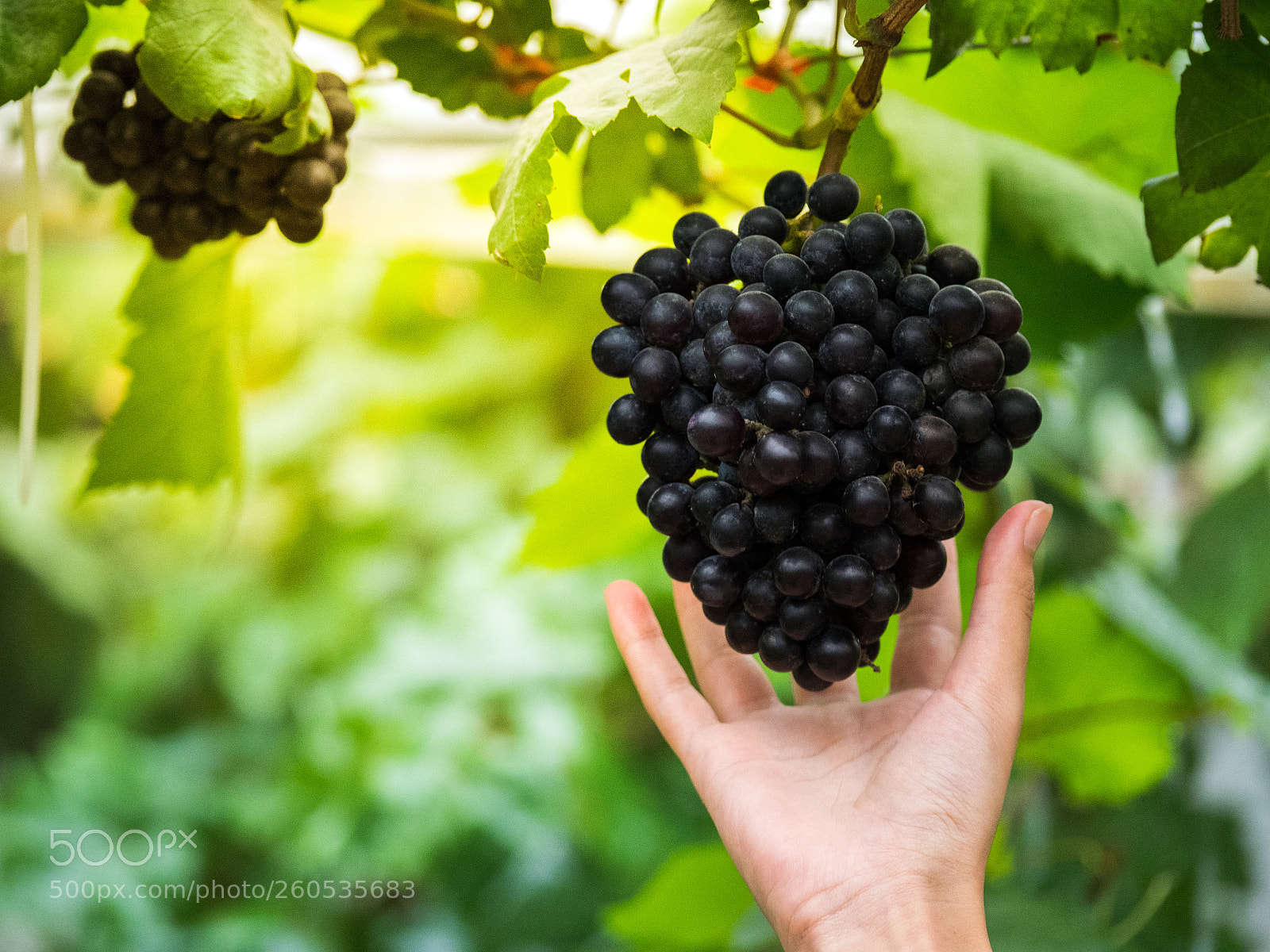 Olympus OM-D E-M1 sample photo. Hand reach ripe grapes photography