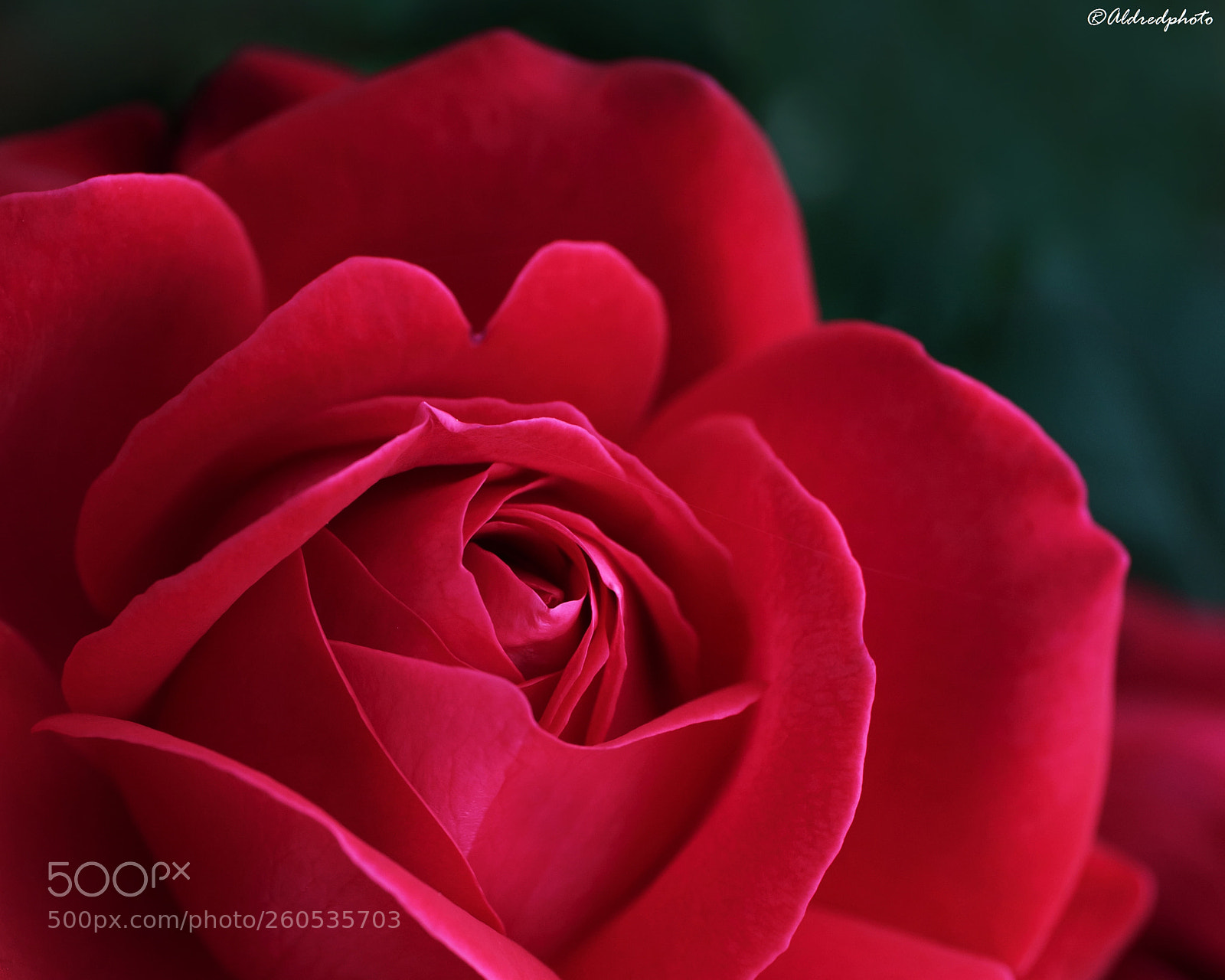 Canon EOS 6D sample photo. Red rose from my photography