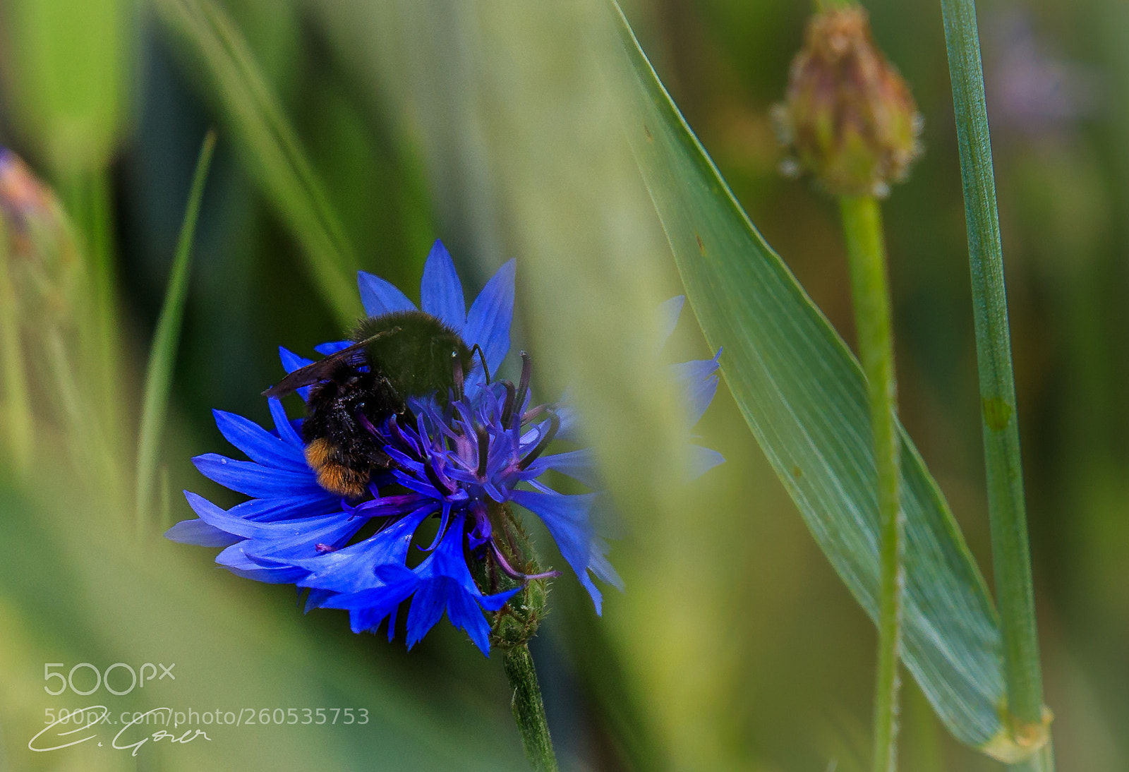 Canon EOS 77D (EOS 9000D / EOS 770D) sample photo. Hard worker photography