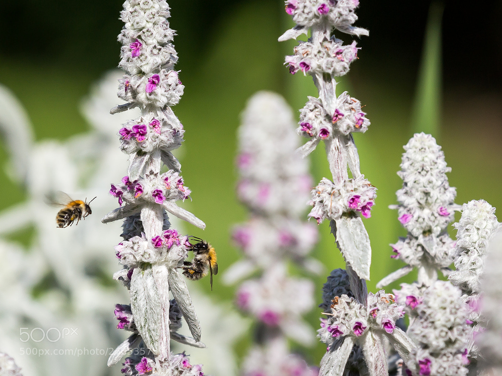Canon EOS 6D sample photo. Bees in stachys byzantina photography