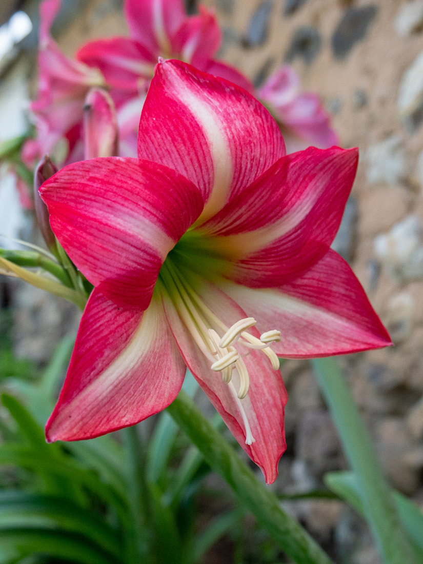 Panasonic Lumix DC-GX9 sample photo. Amaryllis photography