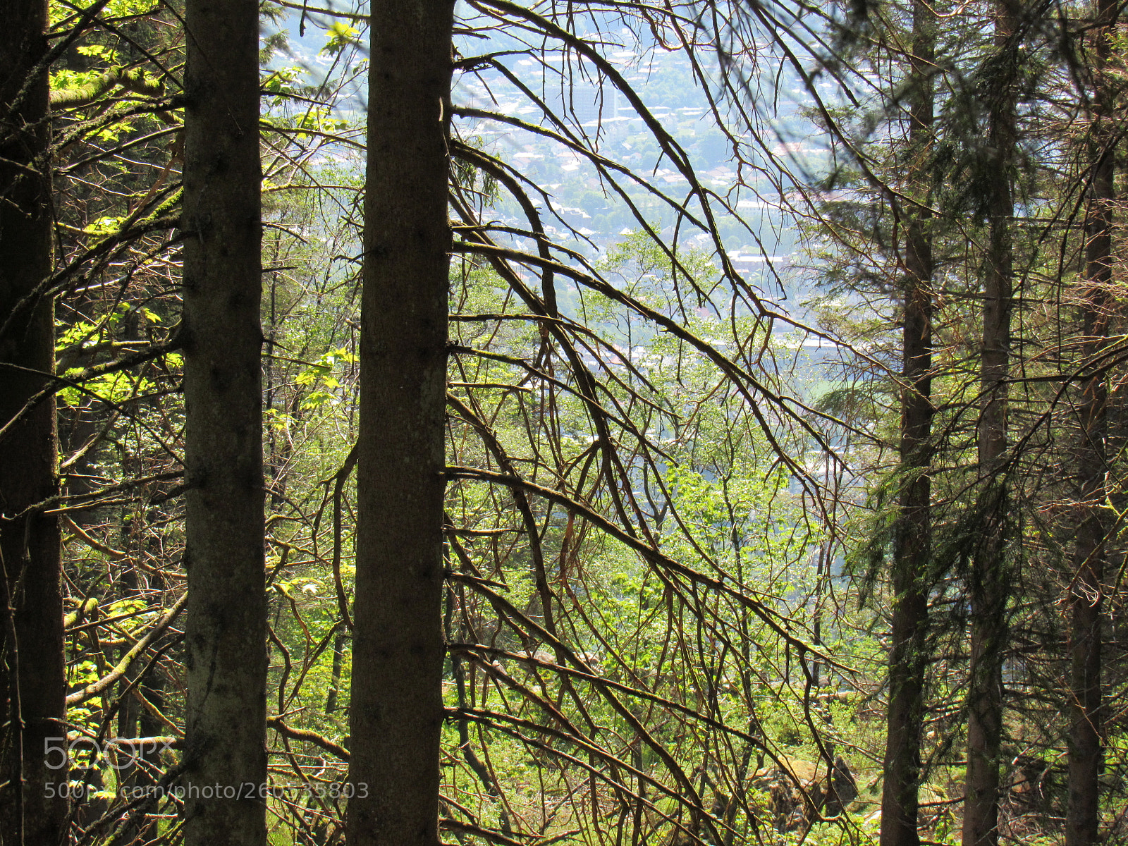 Canon PowerShot SX530 HS sample photo. Floyen photography