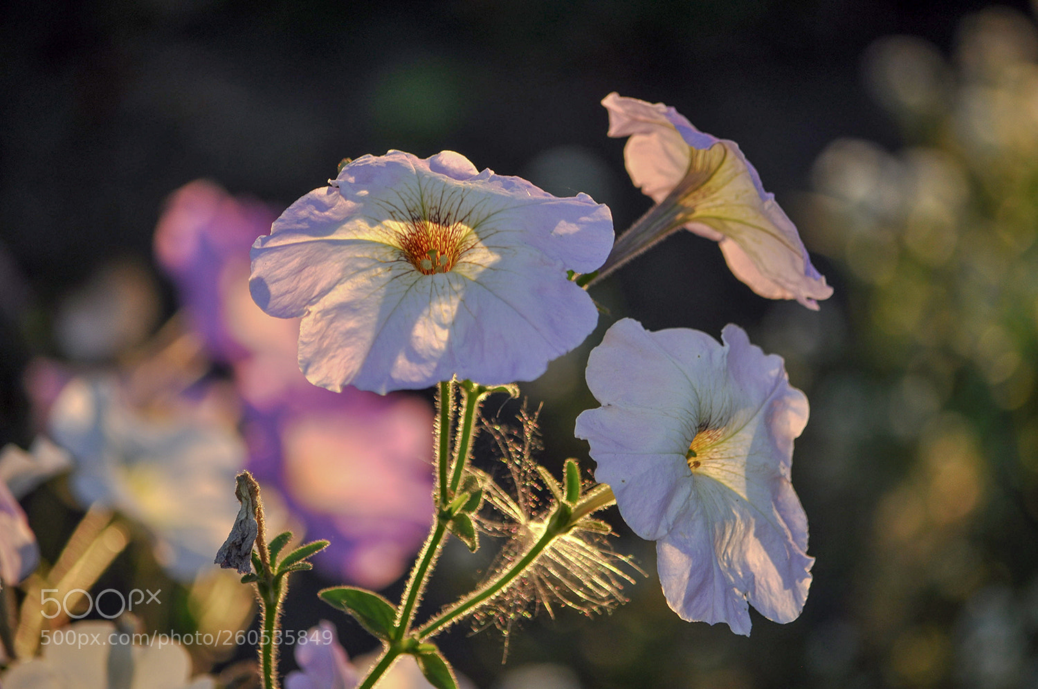 Nikon D90 sample photo. В просторах солнечного света...твои цветы - волторны лета... photography