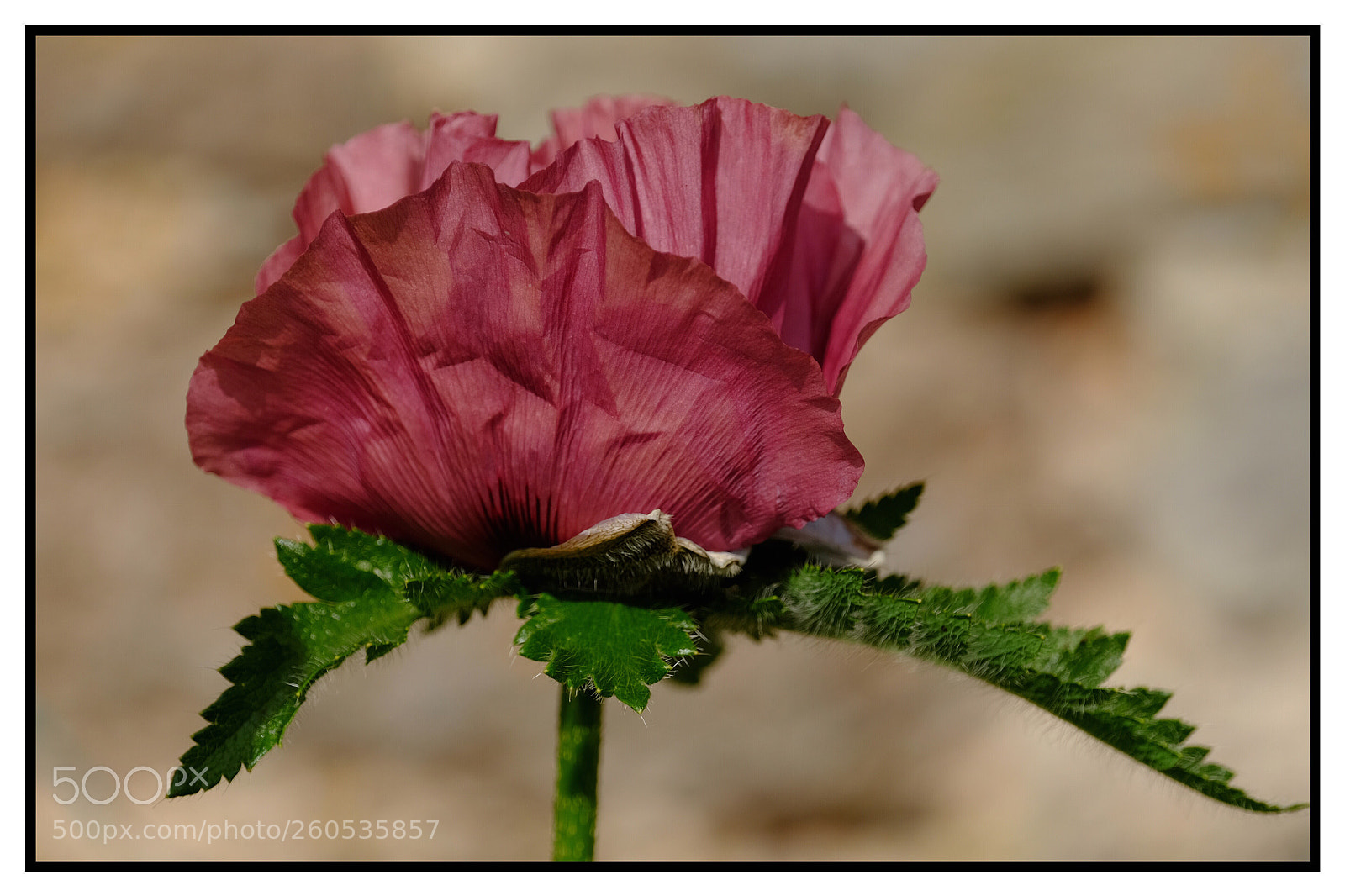 Fujifilm X-T10 sample photo. Oriental poppy photography