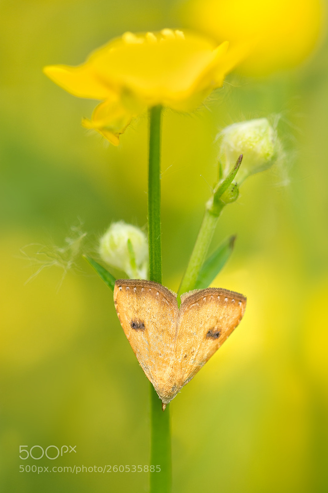 Nikon D7100 sample photo. Straw dot resting on photography