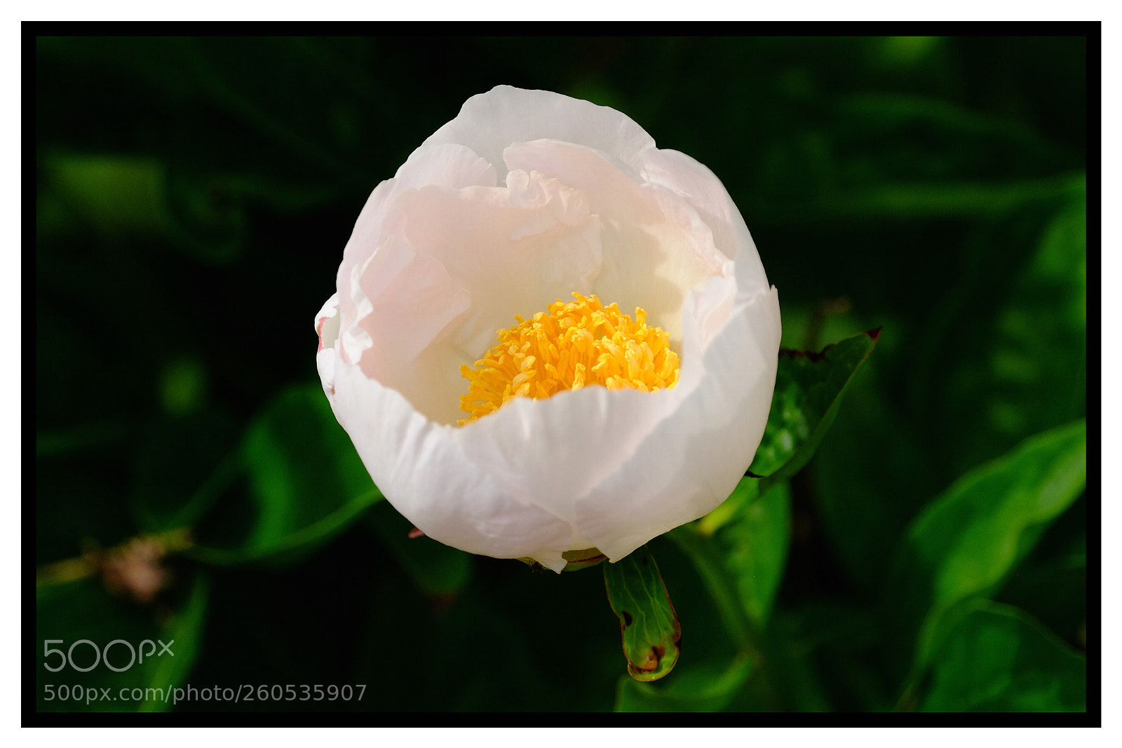 Fujifilm X-T10 sample photo. Peony photography