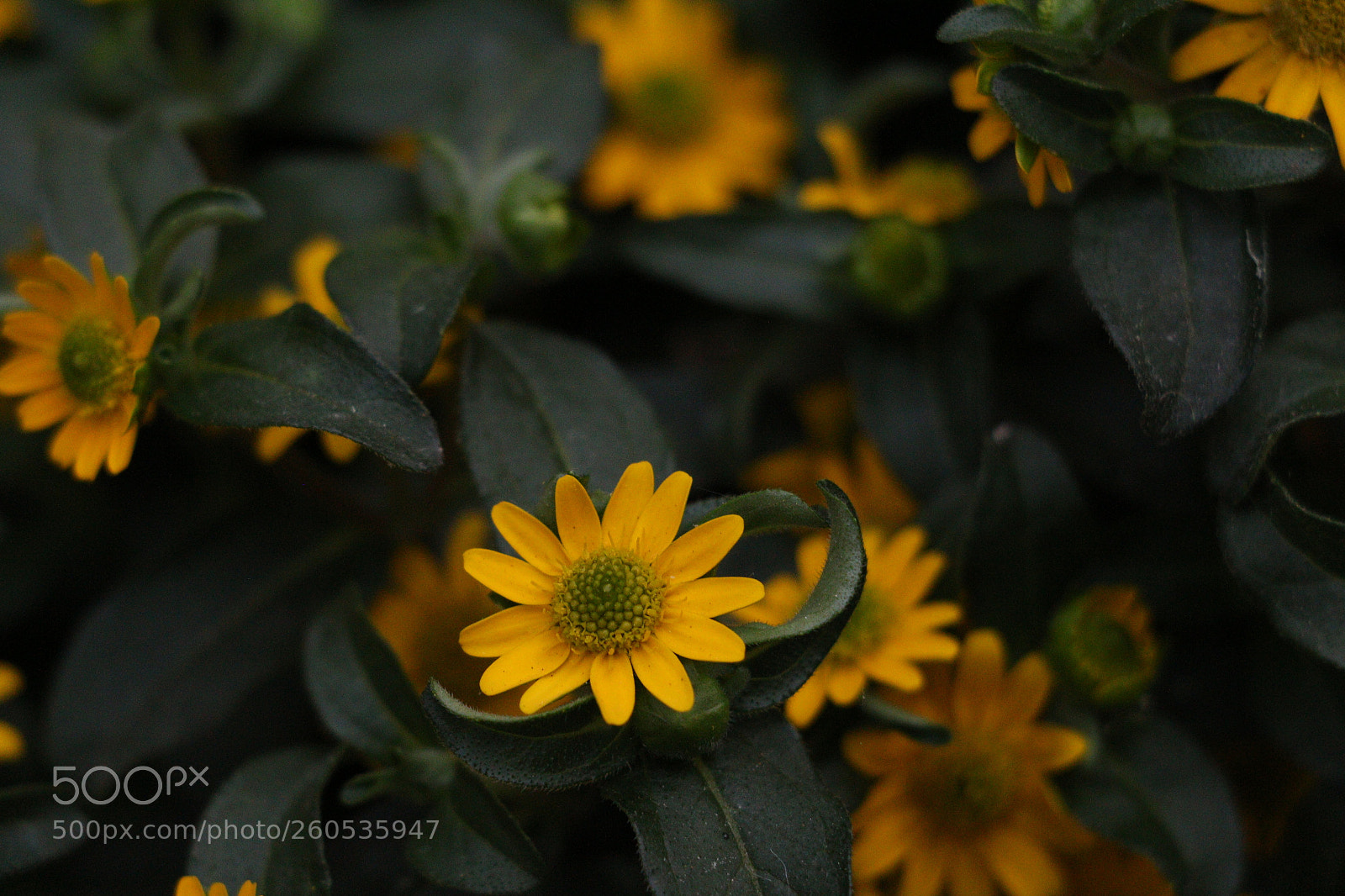 Canon EOS 700D (EOS Rebel T5i / EOS Kiss X7i) sample photo. In the dusk photography