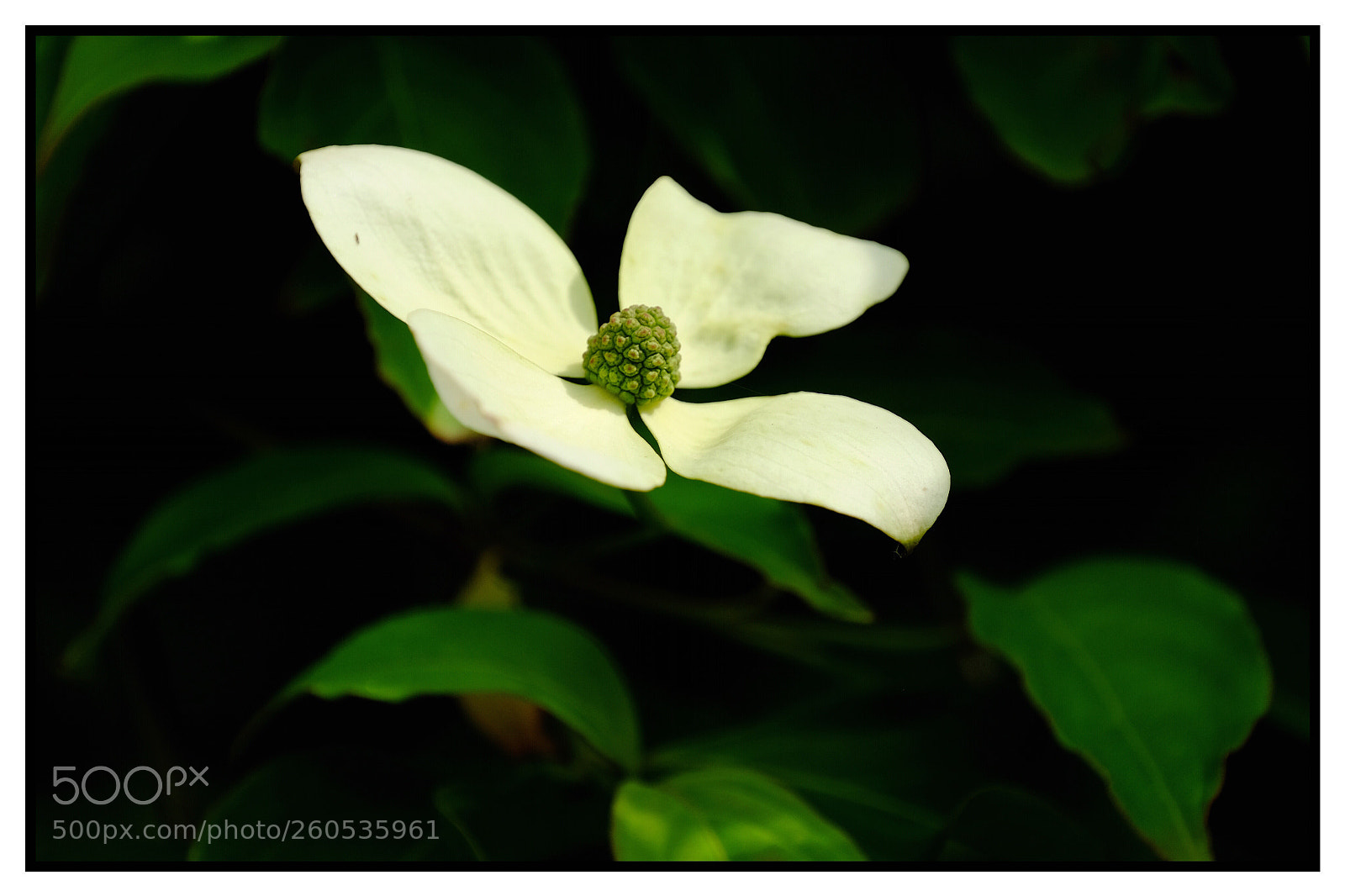 Fujifilm X-T10 sample photo. Dogwood  photography
