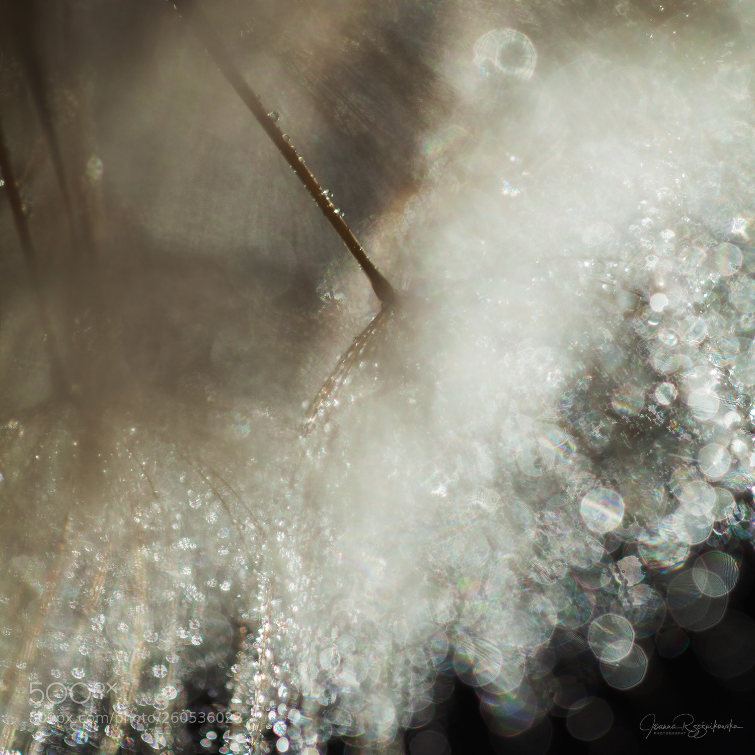 Canon EOS 5D Mark II sample photo. Lacrimosa photography
