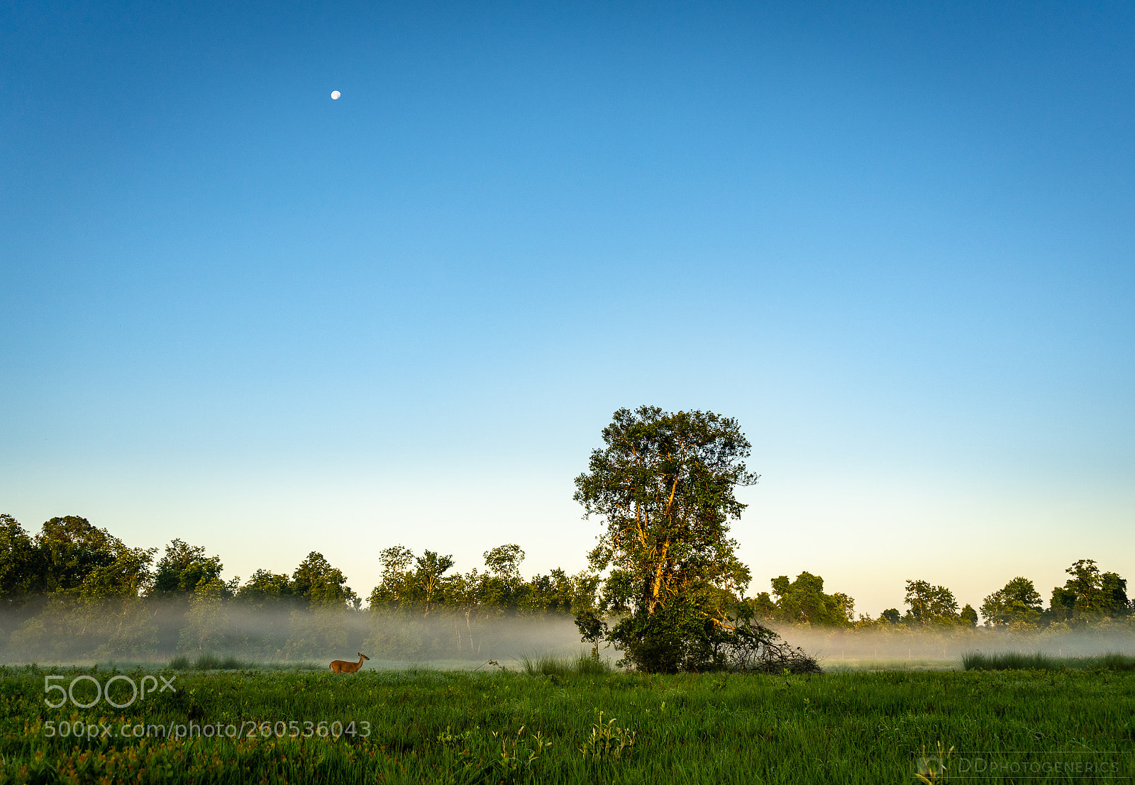 Sony a7 sample photo. Fresh air photography