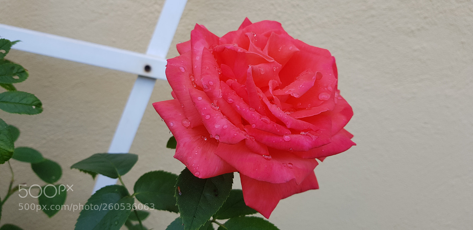 Samsung Galaxy S8+ sample photo. Untitled photography