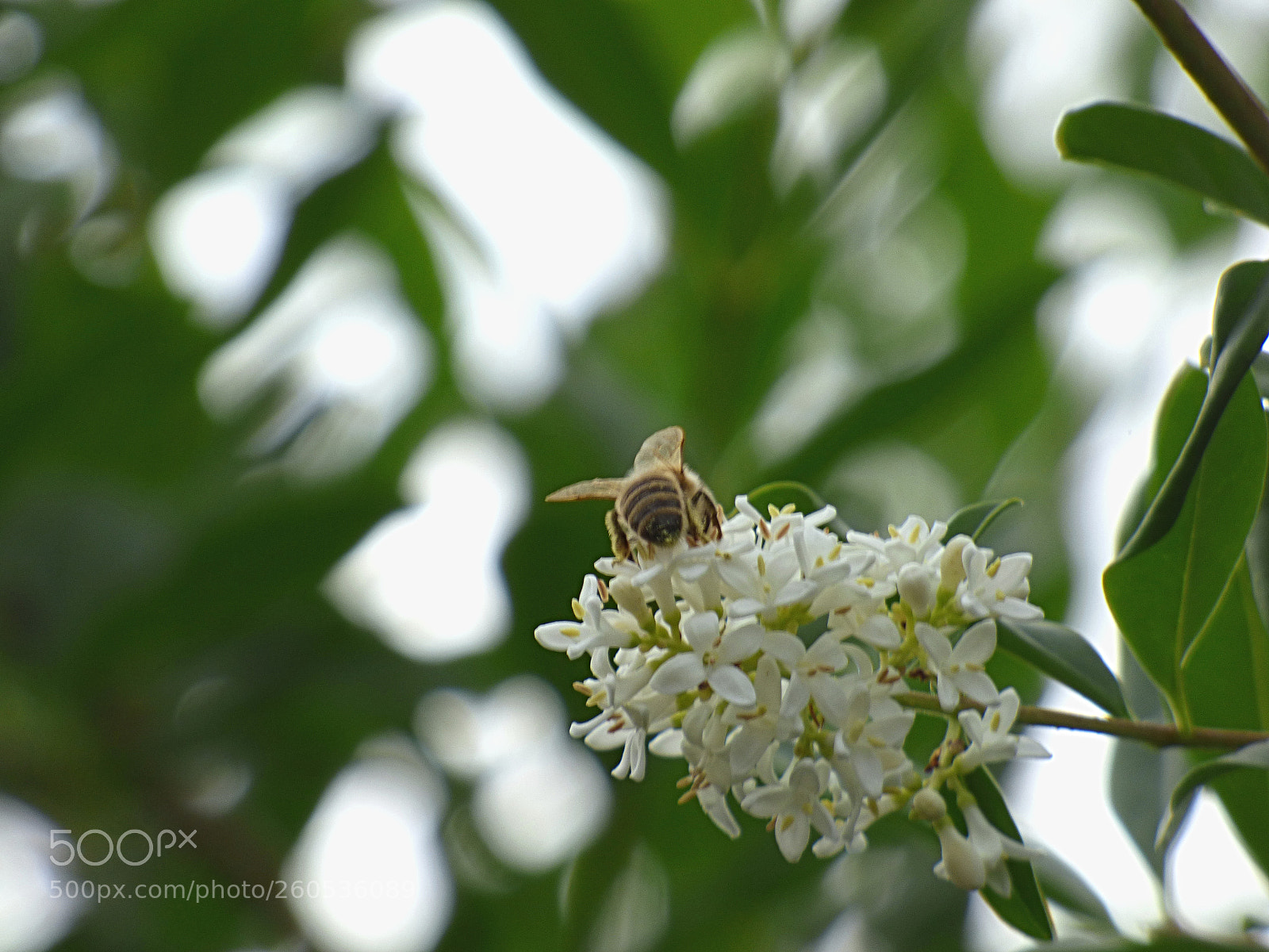 Panasonic DMC-FZ72 sample photo. Bee photography