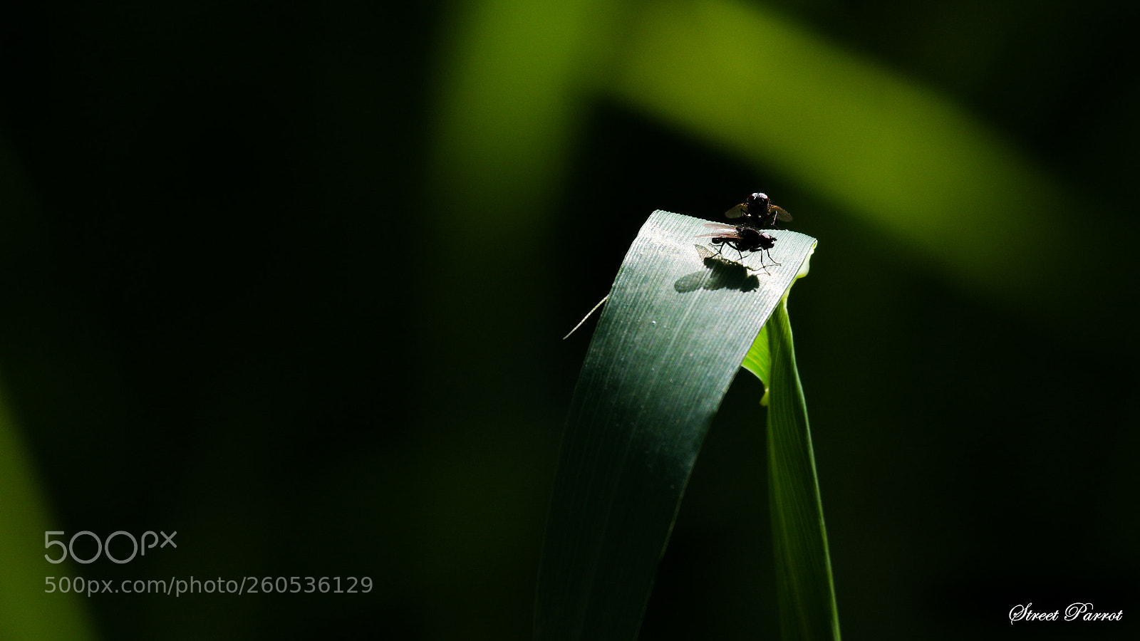 Pentax K-3 II sample photo. Leaf - light photography