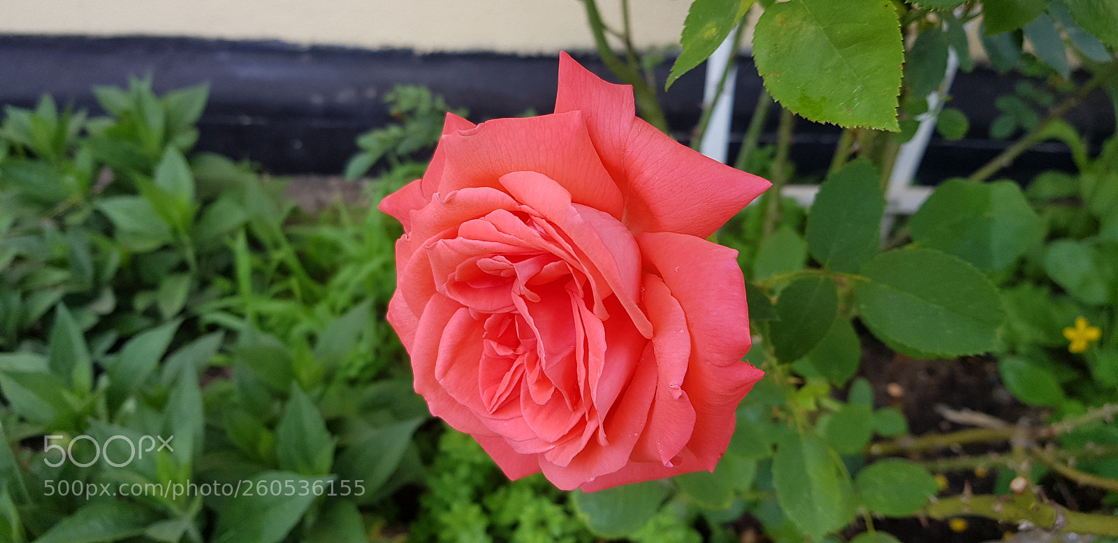 Samsung Galaxy S8+ sample photo. Untitled photography