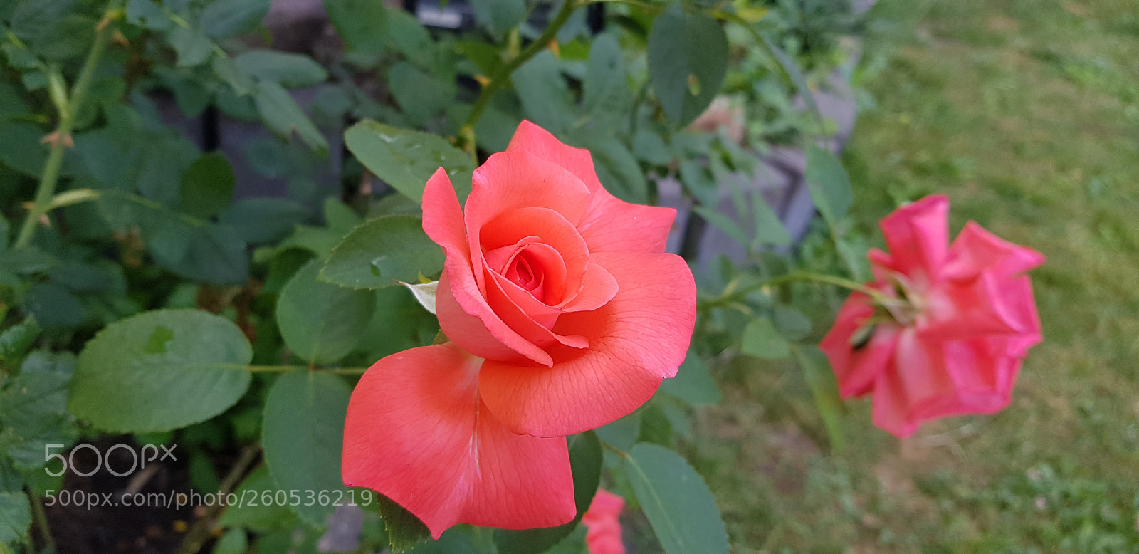 Samsung Galaxy S8+ sample photo. Untitled photography