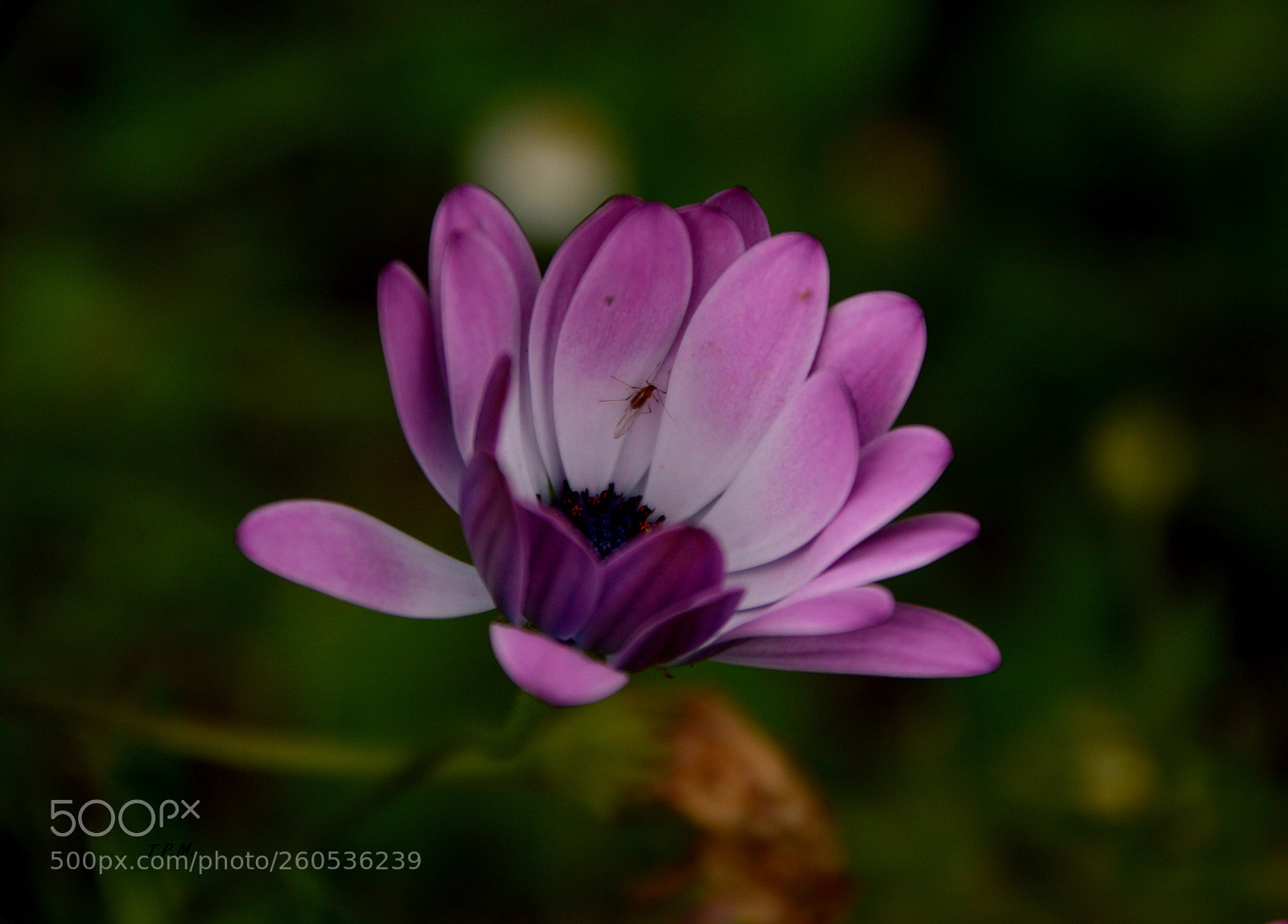 Nikon D3200 sample photo. Colores ( colours ) . photography