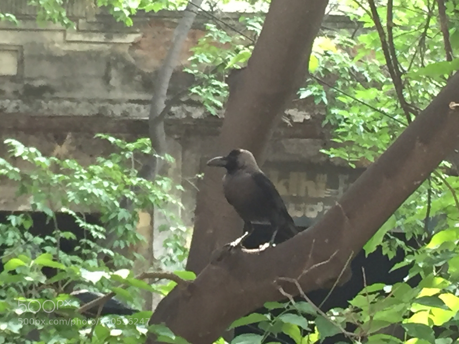 Apple iPhone 6 sample photo. Crow time  photography