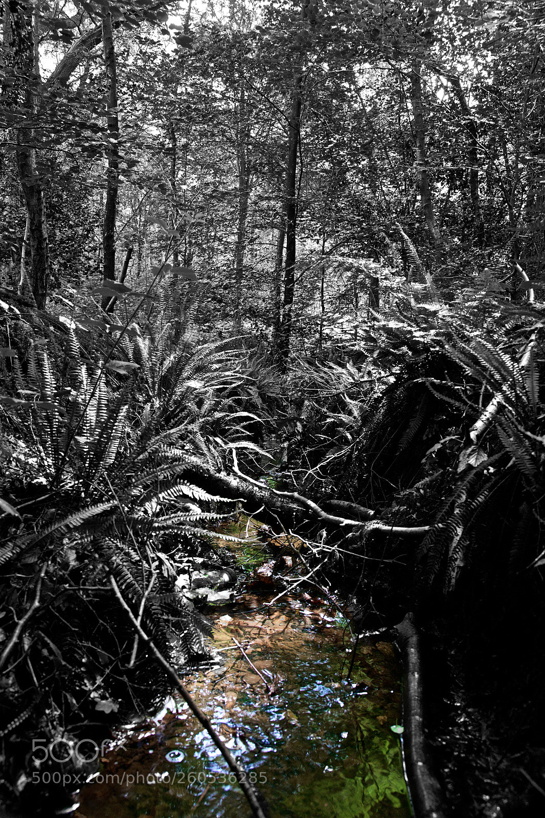 Canon EOS 6D sample photo. Enchanted forest photography