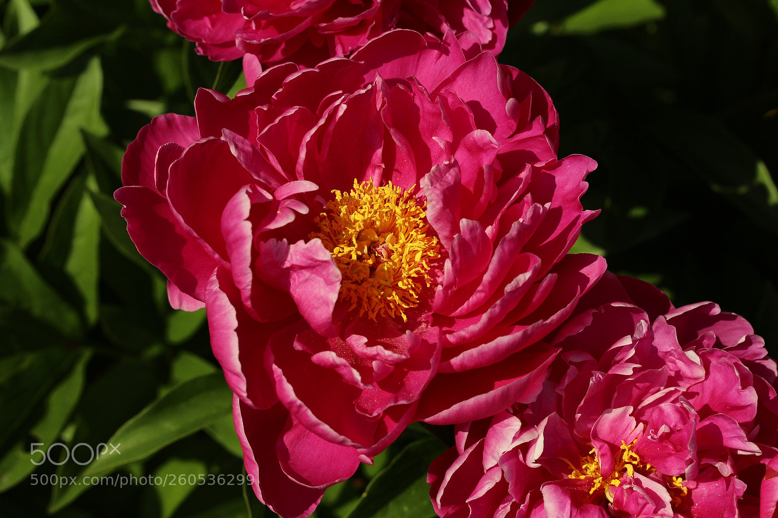 Canon EF-S 60mm F2.8 Macro USM sample photo. Paeonia blooming 33 photography
