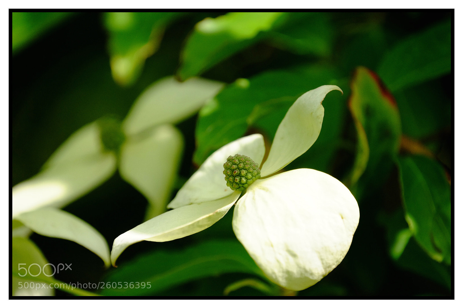 Fujifilm X-T10 sample photo. Flower photography