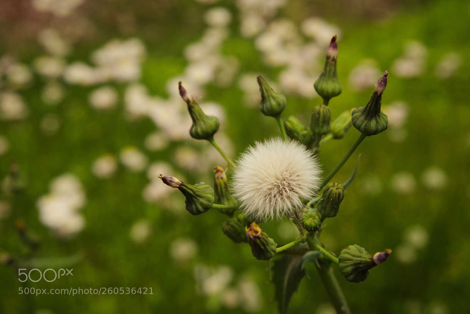 Pentax K-1 sample photo. Dandelion photography
