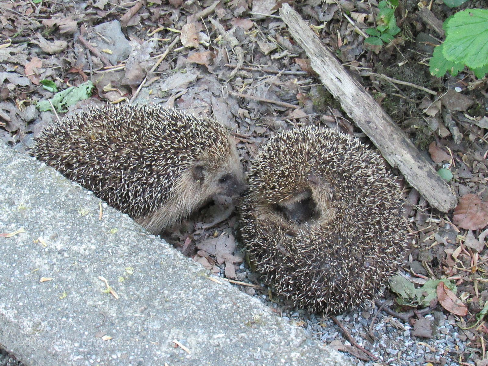Canon PowerShot SX530 HS sample photo. Hedgehogs photography