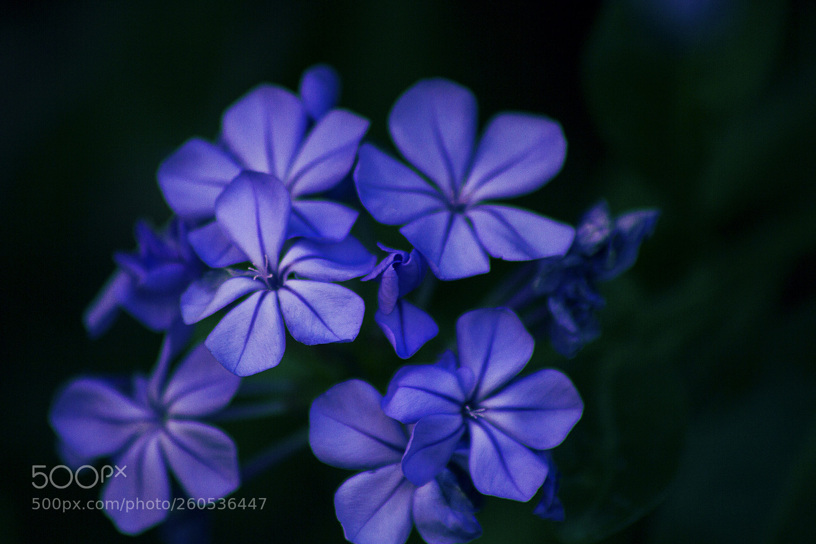Canon EOS 7D sample photo. Untitled photography