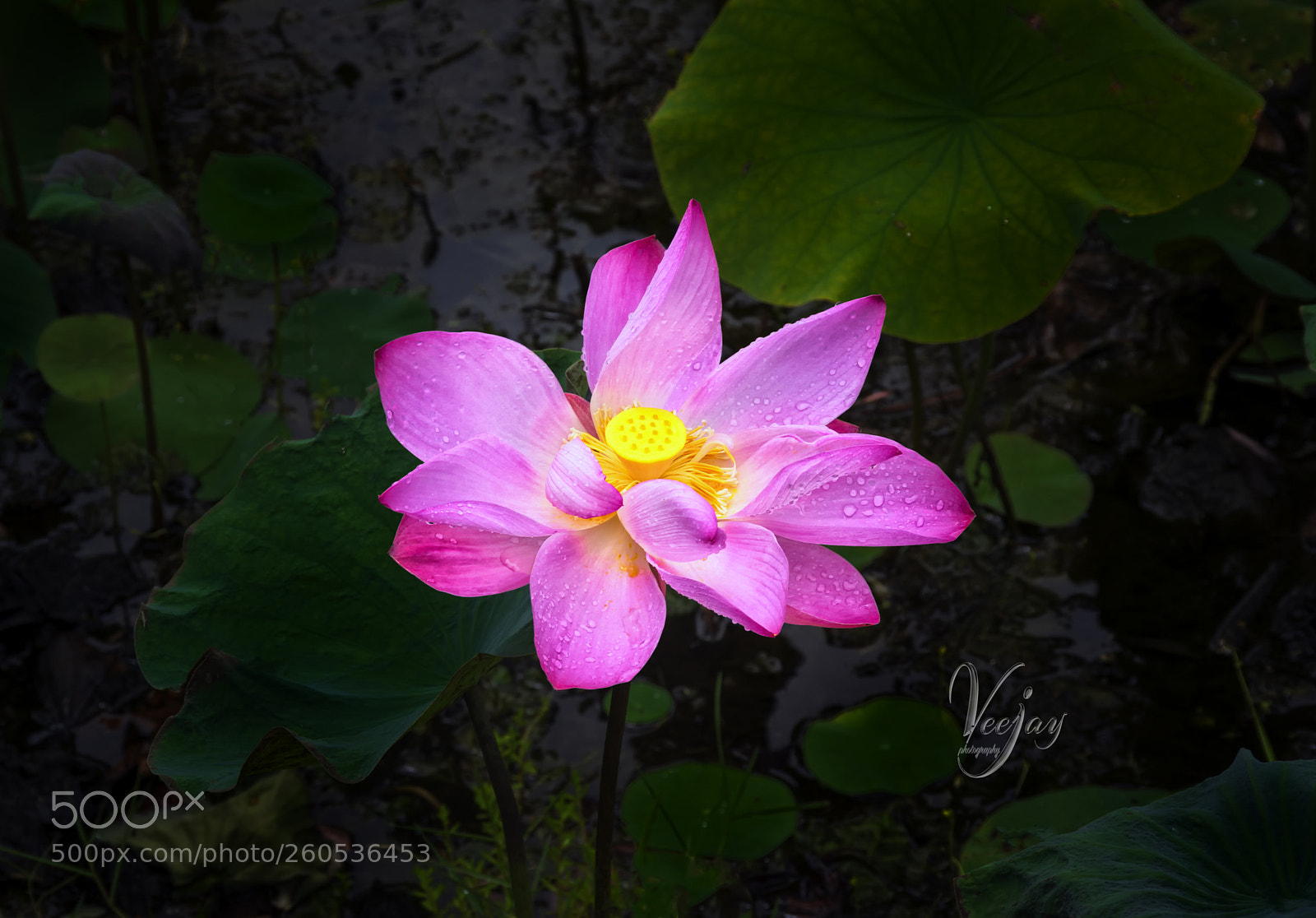 Pentax K-3 sample photo. Lotus after rain photography