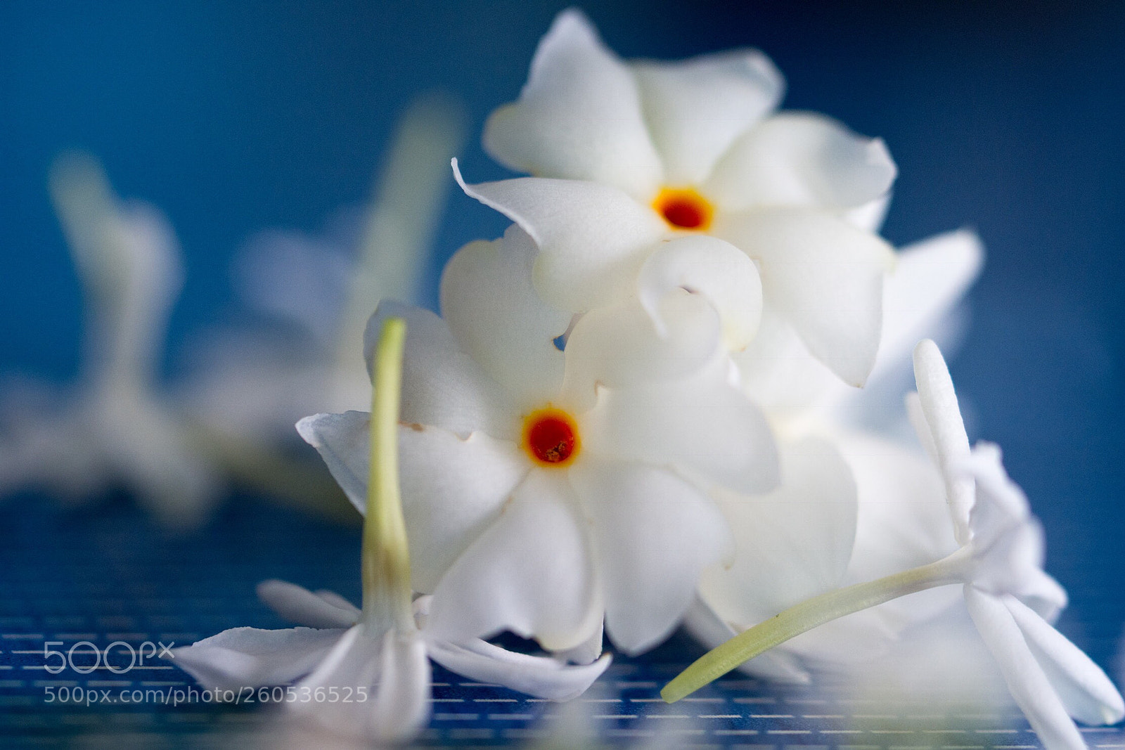 Nikon D7200 sample photo. Highly scented flower photography