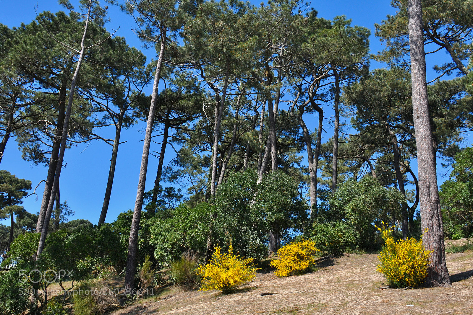 Nikon D90 sample photo. Maritime pines photography